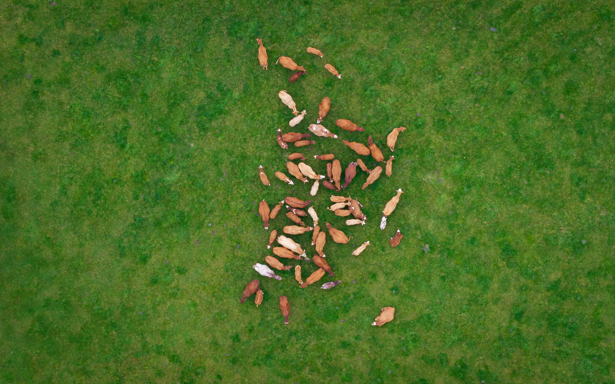 Overhead view of a cattle herd on grass, Scotland