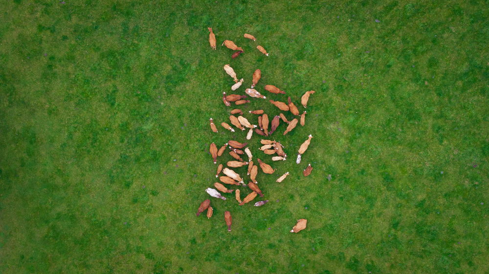 Overhead view of a cattle herd grazing on grass, Scotland