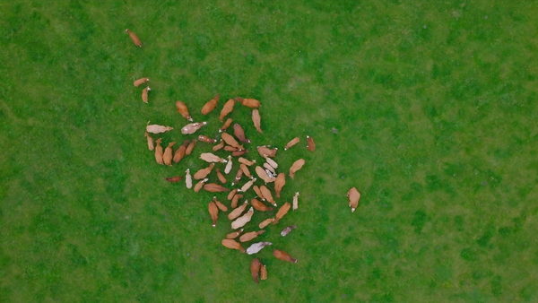 Aerial view of a herd of cattle grazing on a green pasture