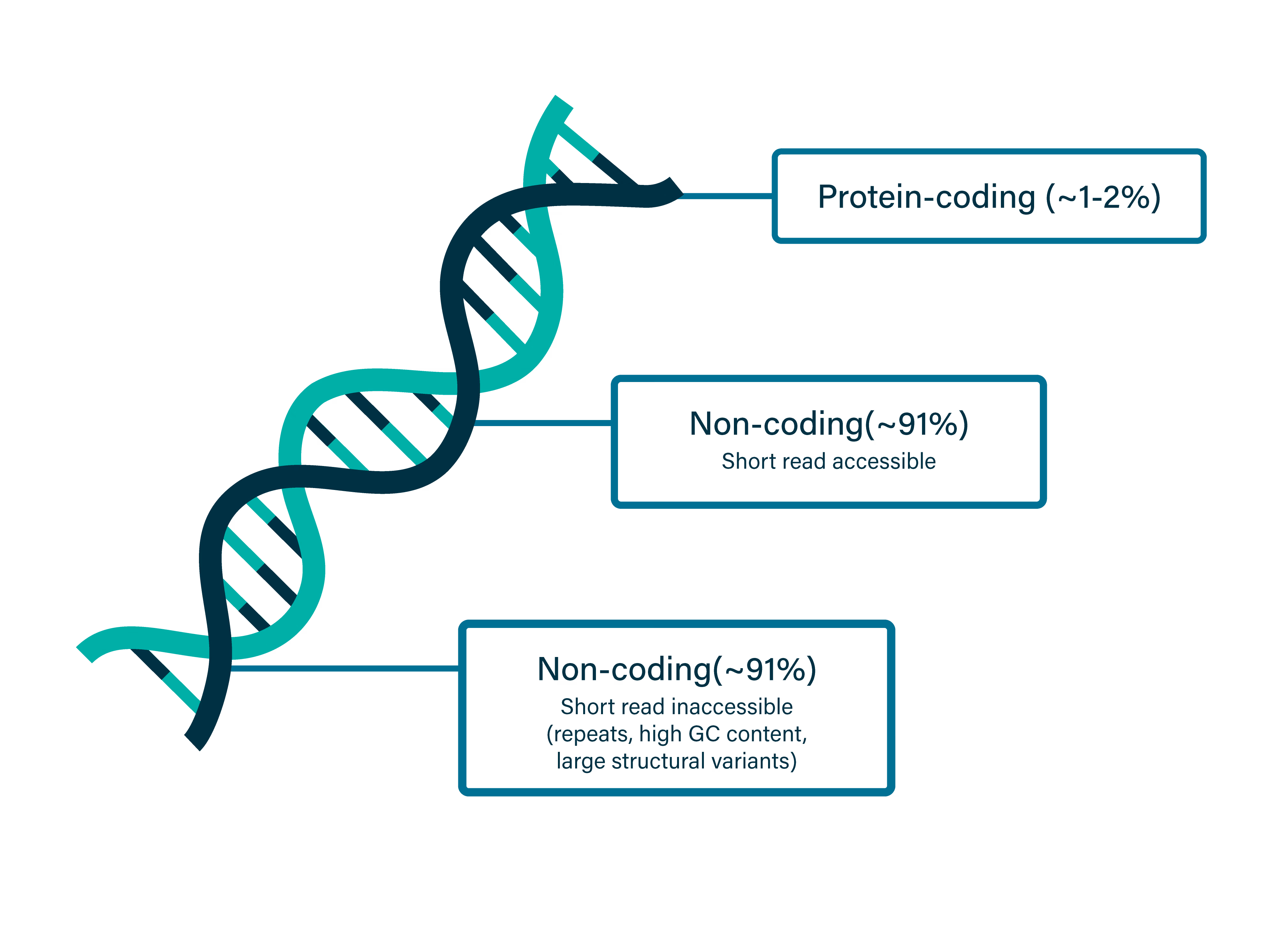 Diagram showing that only 1–2% of the genome is protein-coding, while most consists of non-coding DNA, including regions inaccessible to short-read sequencing.