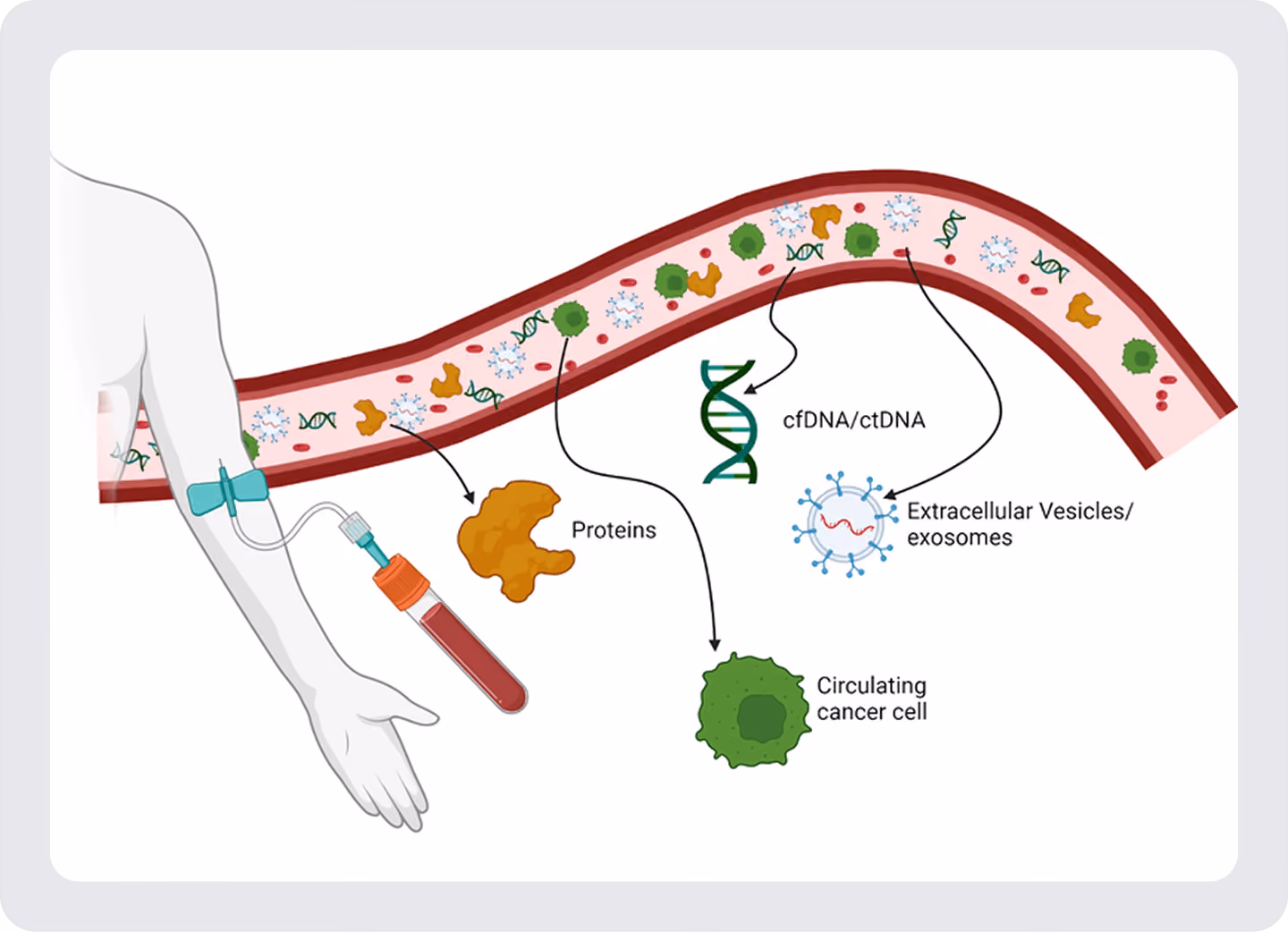 Diagram illustrating a liquid biopsy blood sample used to analyze circulating biomarkers, including cfDNA, ctDNA, proteins, extracellular vesicles, and circulating tumor cells.