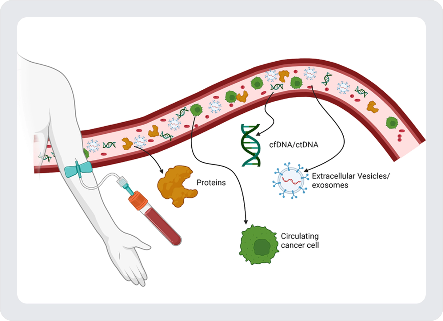 Diagram illustrating a liquid biopsy blood sample used to analyze circulating biomarkers, including cfDNA, ctDNA, proteins, extracellular vesicles, and circulating tumor cells.