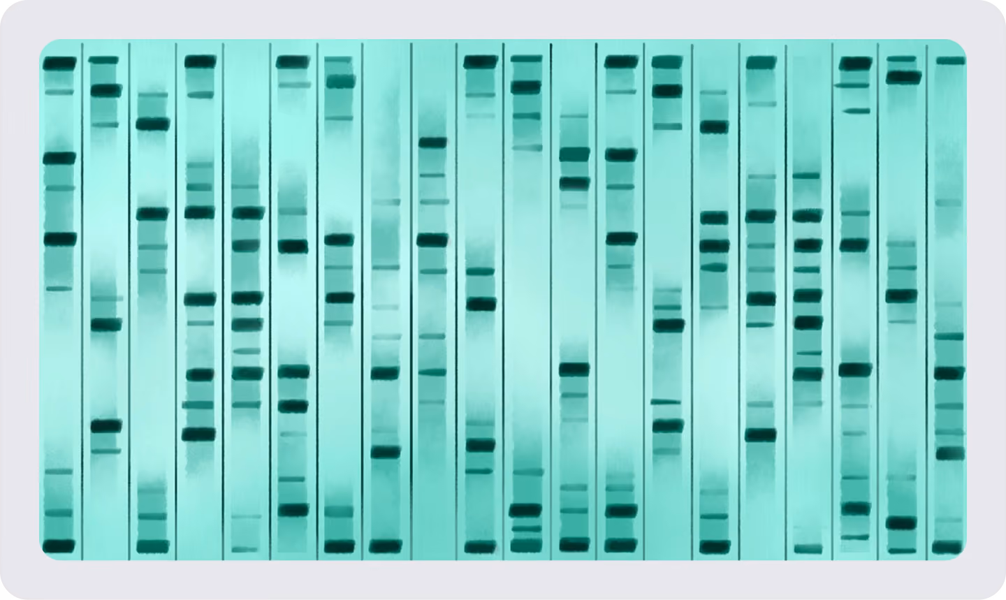 DNA gel electrophoresis showing multiple lanes of separated DNA fragments for genetic analysis.