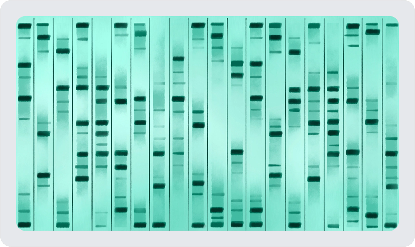 DNA gel electrophoresis showing multiple lanes of separated DNA fragments for genetic analysis.