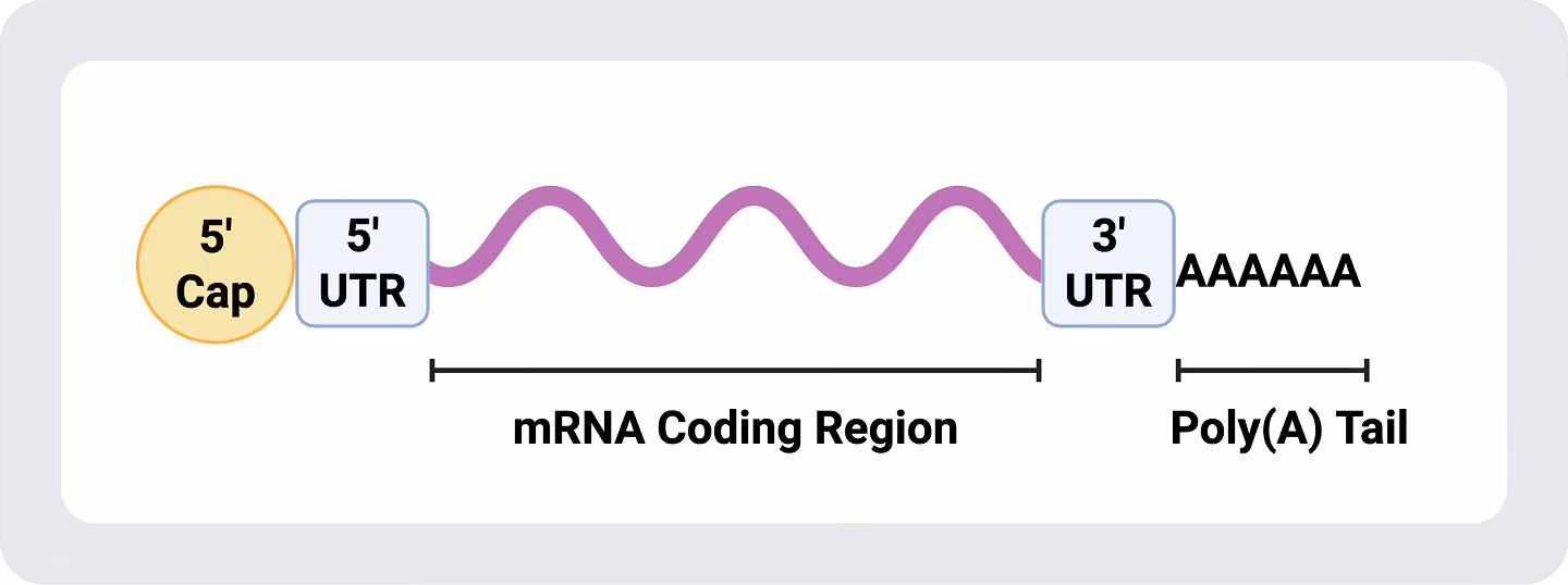 Diagram of mRNA structure showing the 5′ cap, 5′ UTR, coding region, 3′ UTR, and poly(A) tail.