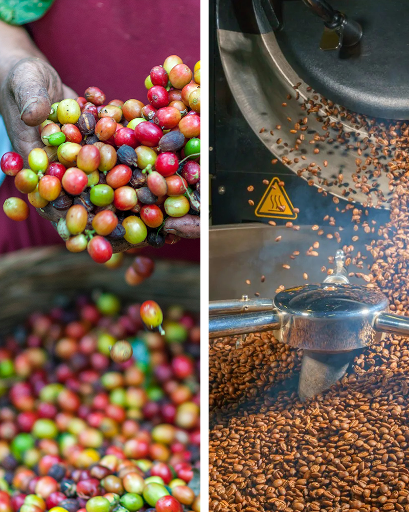 Chicco Verde The Roastery