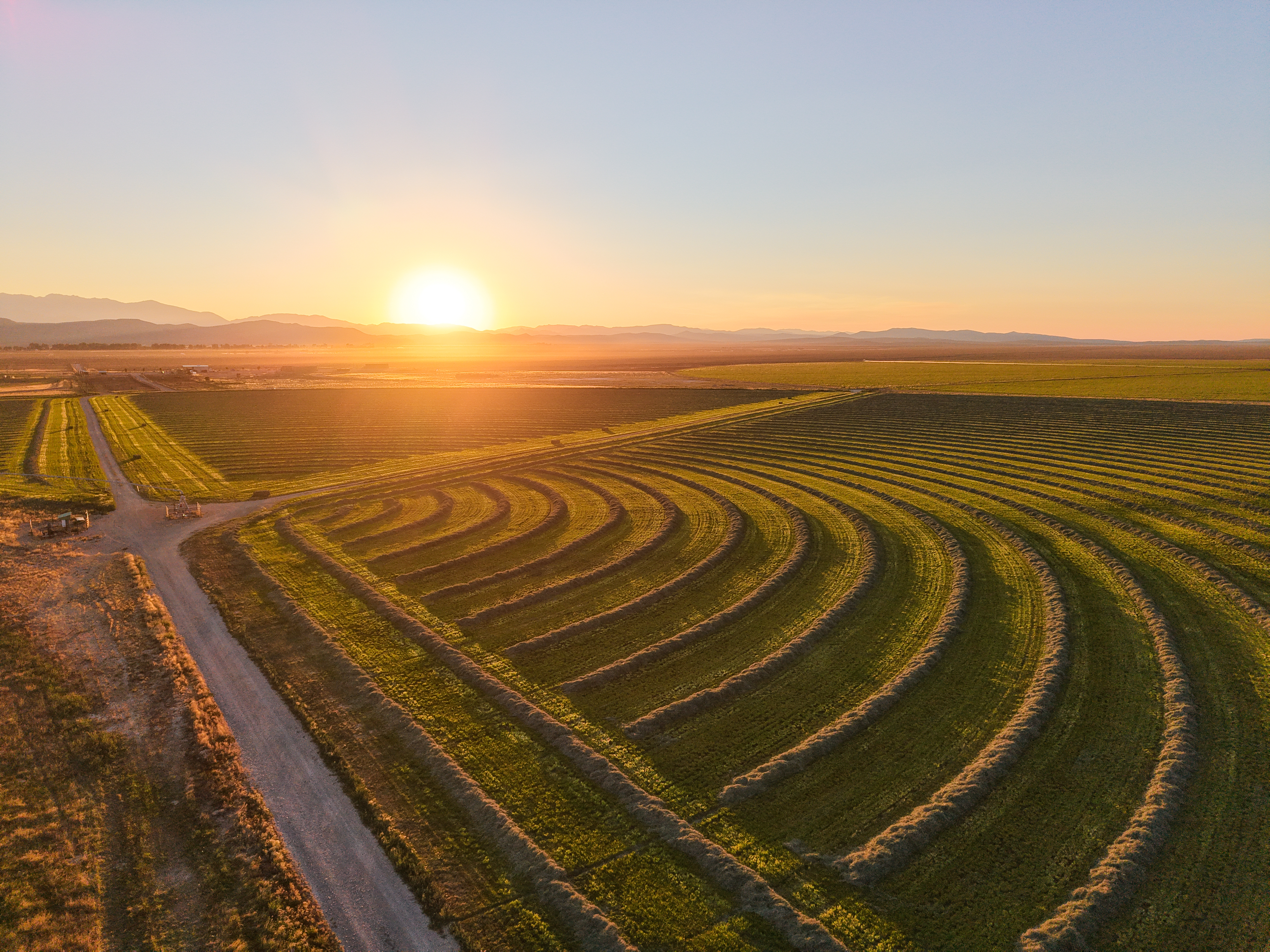 Aerial view of freshly cut hay rows curving across a Cannon Ranch alfalfa field at sunrise