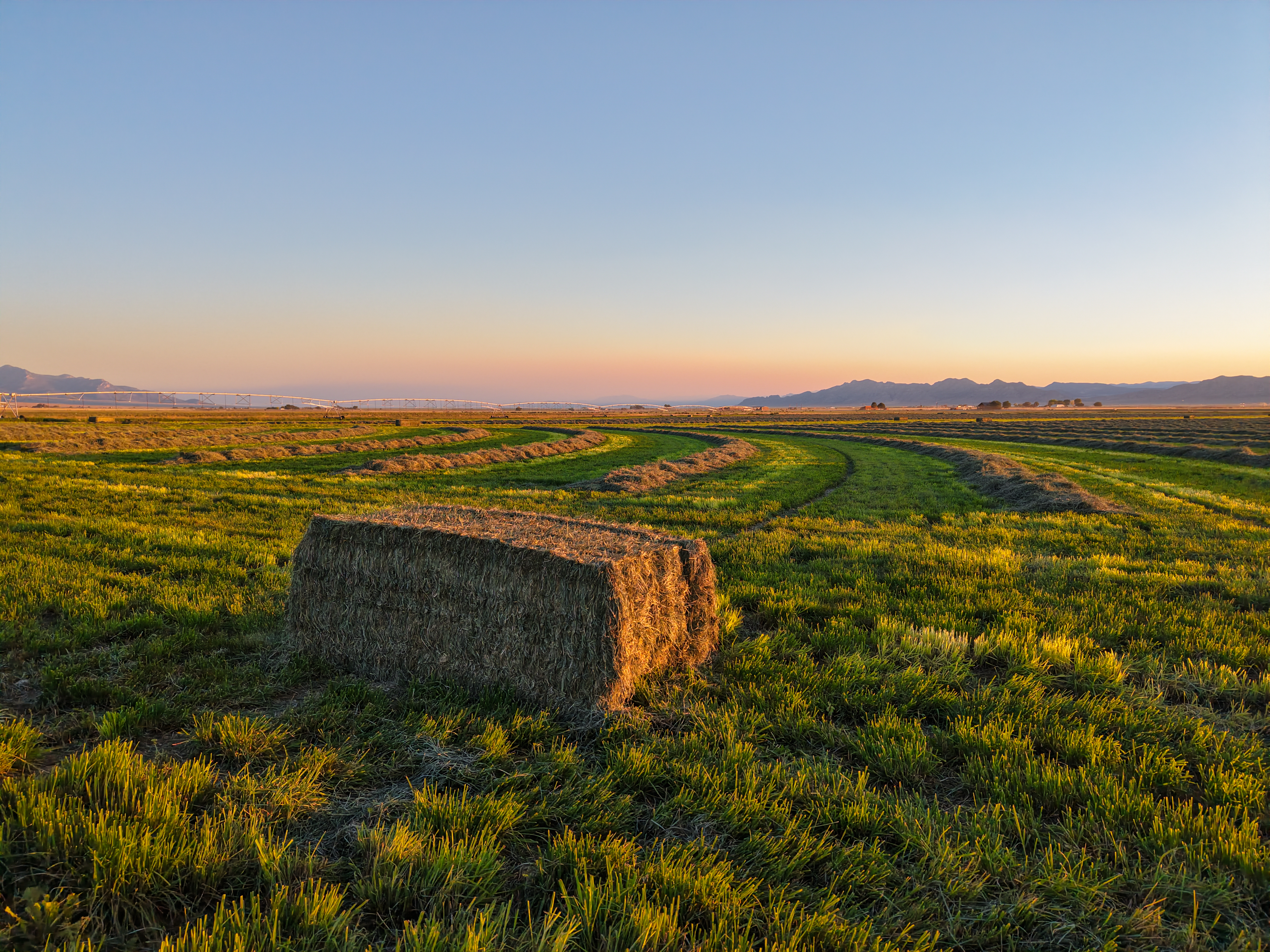 Freshly cut hay bale in a Cannon Ranch alfalfa field at sunset, with center pivot irrigation in the background