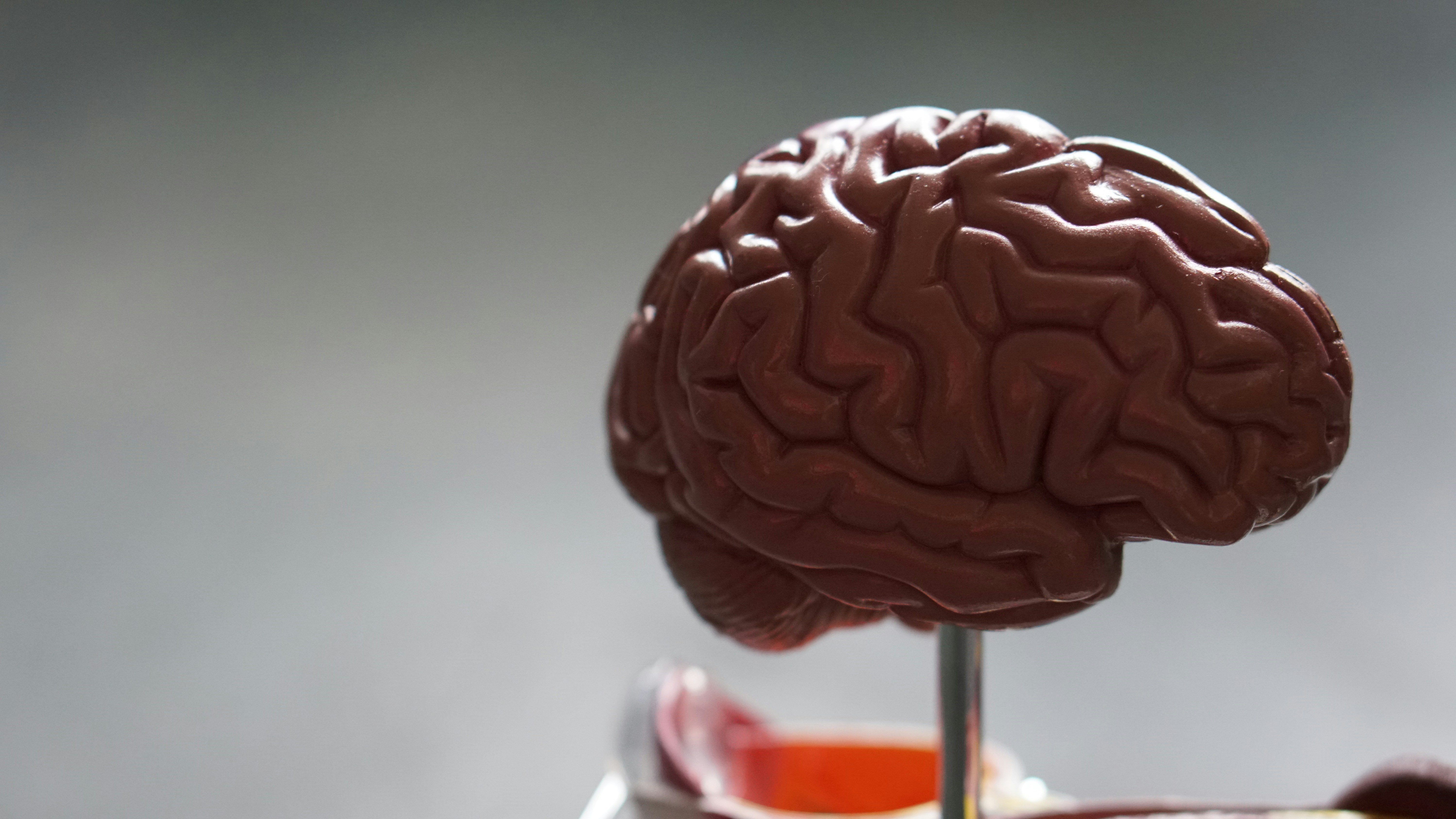 Close-up of a detailed anatomical brain model on a stand with a blurred gray background.