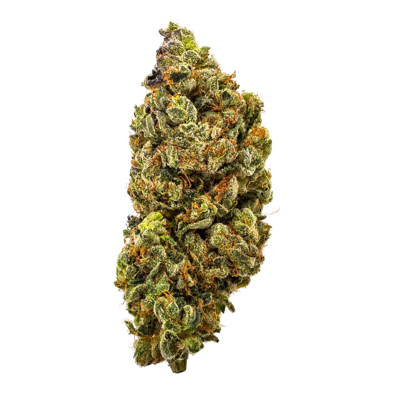 A bright green cannabis bud with bright orange pistols and dense trichomes.