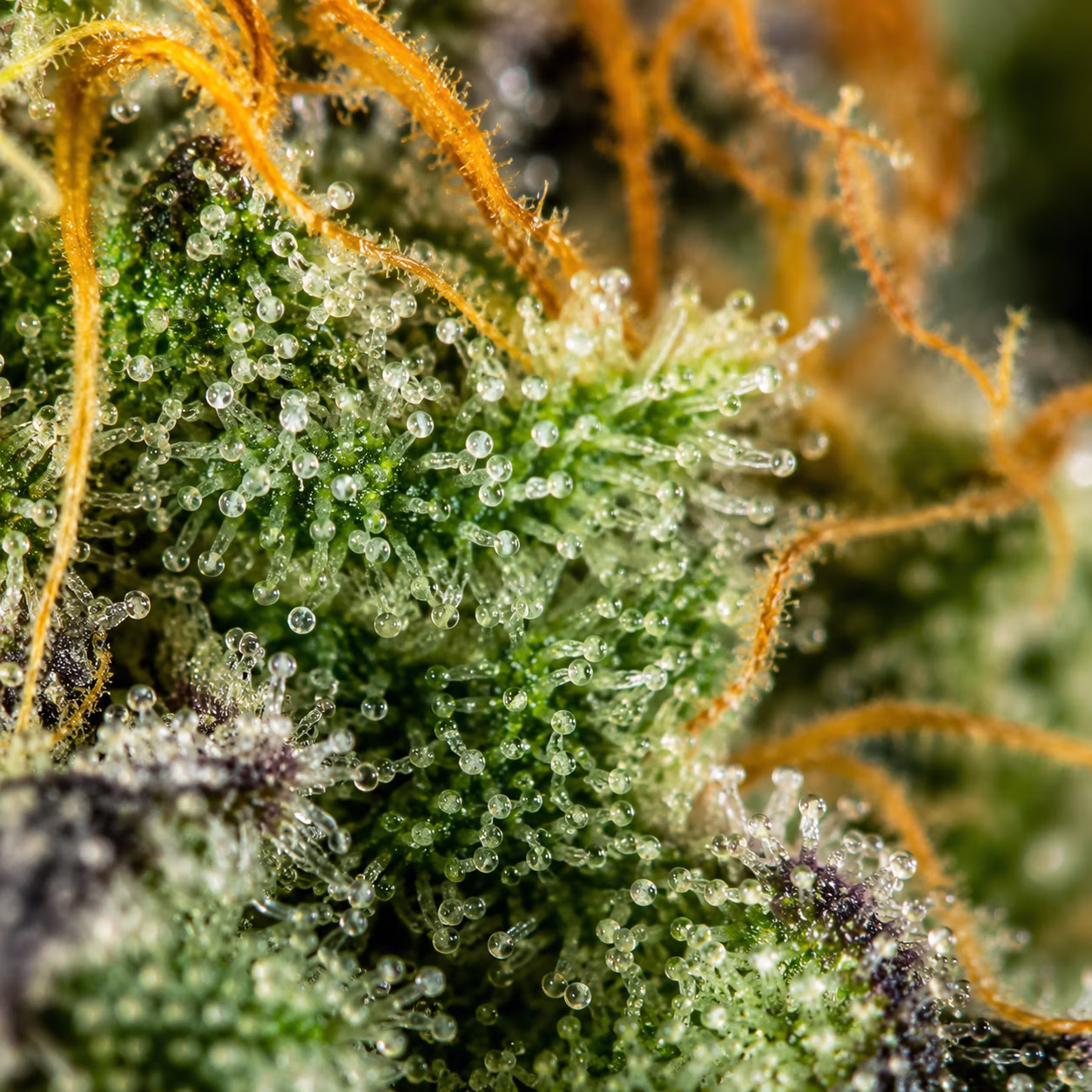 A bright green cannabis bud with bright orange pistols and dense trichomes.