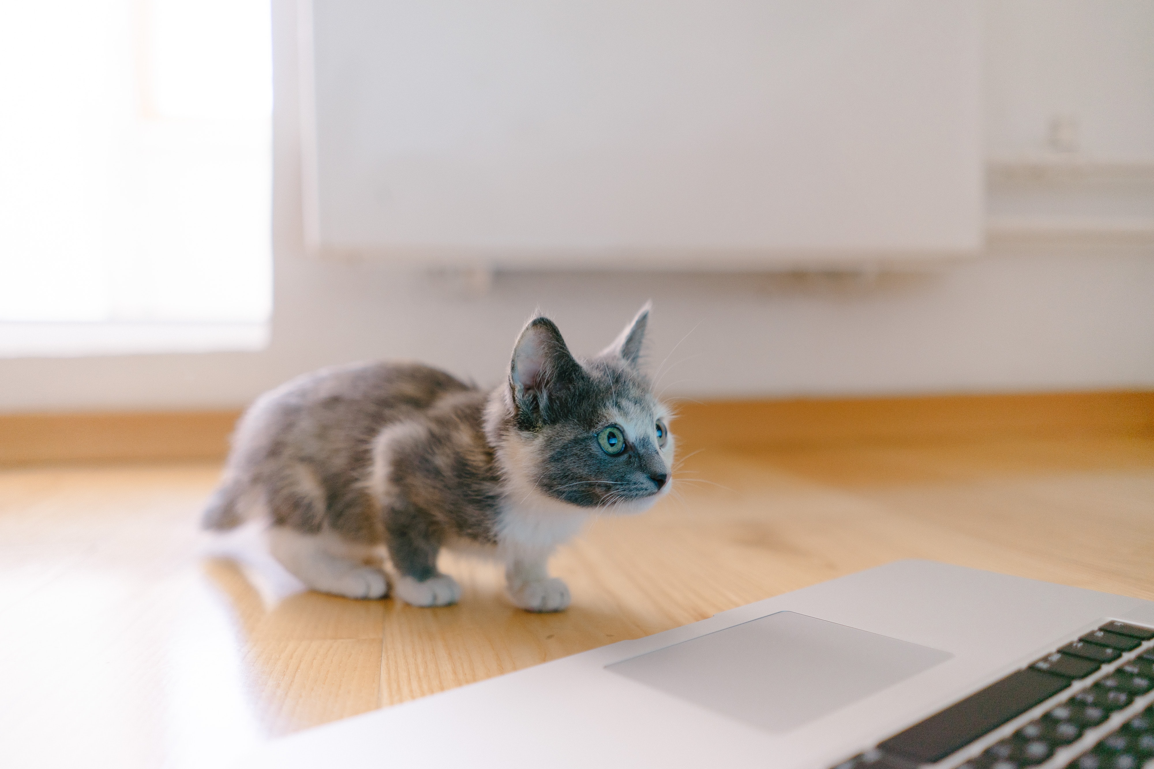 A black and white kitten staring intently at a laptop screen.