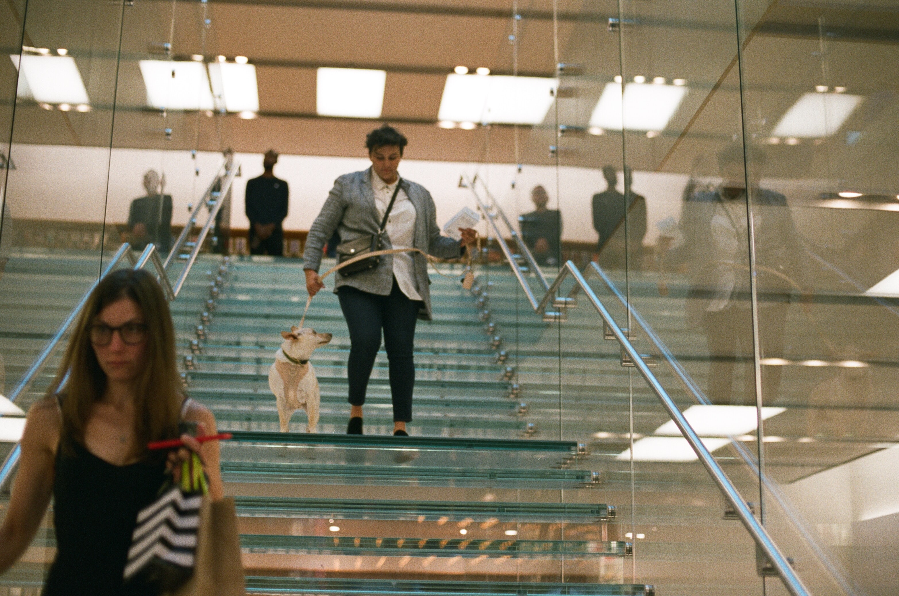 A woman in a blue jacket and jeans walking a small white dog down a glass staircase.