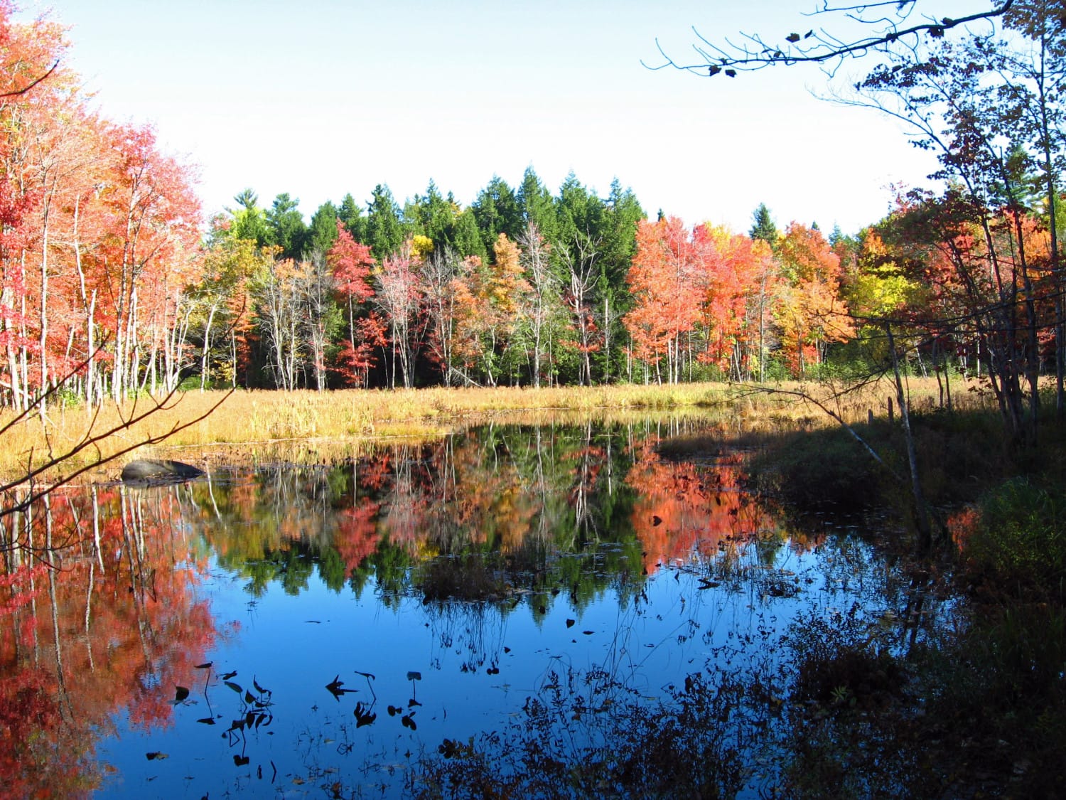 Fall_Colors_on_Marsh_Island