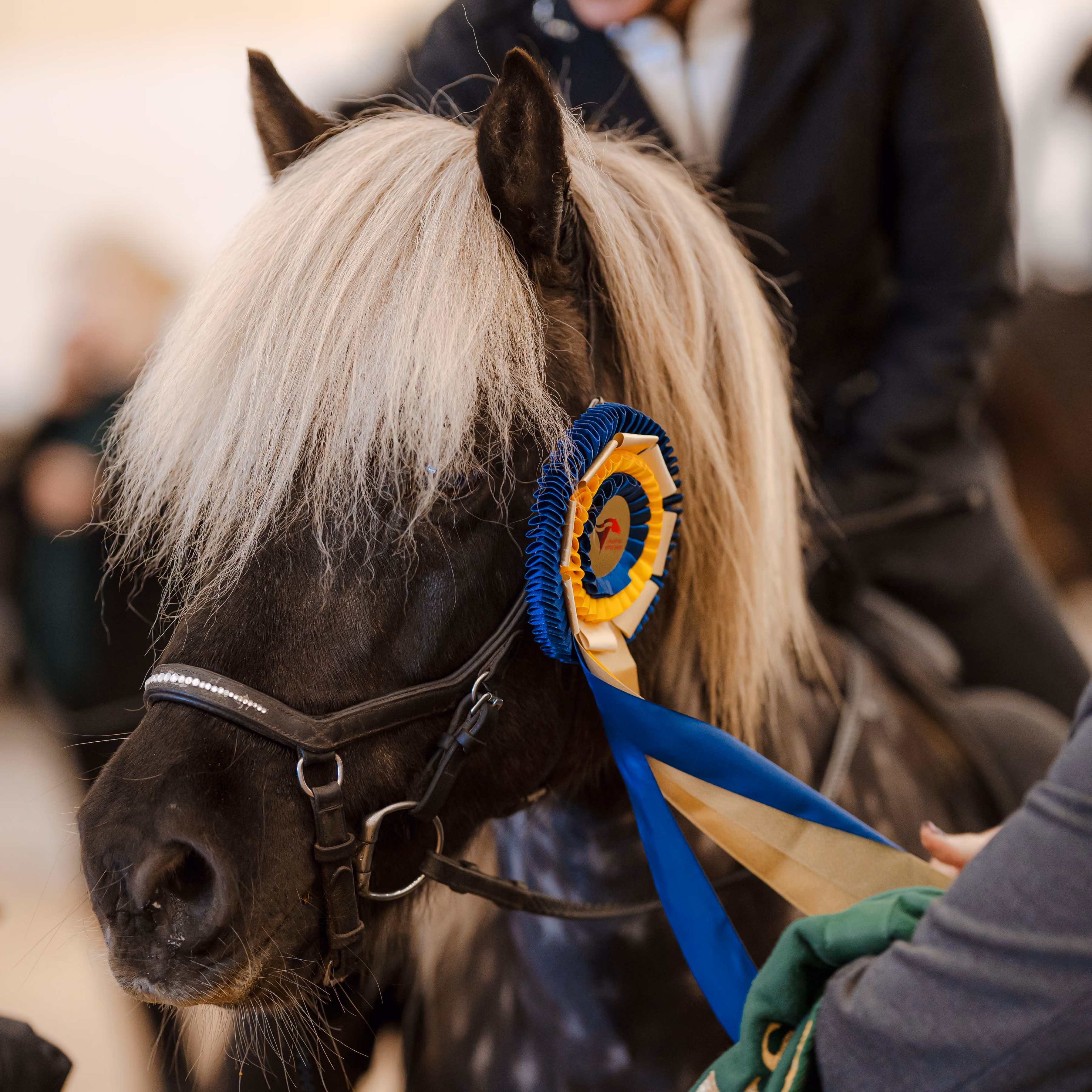 Black horse with a light blonde mane wearing a blue and yellow award ribbon on its bridle.