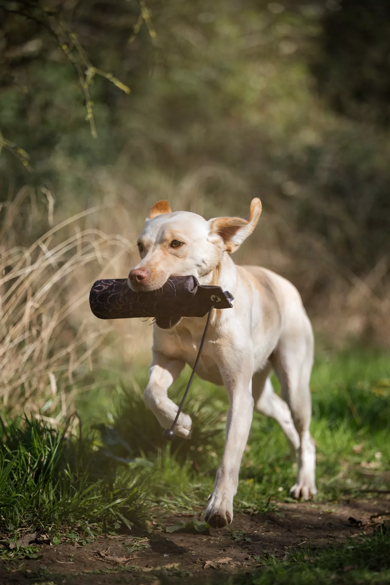 Yellow Labrador retrieving a gundog training dummy along a woodland path