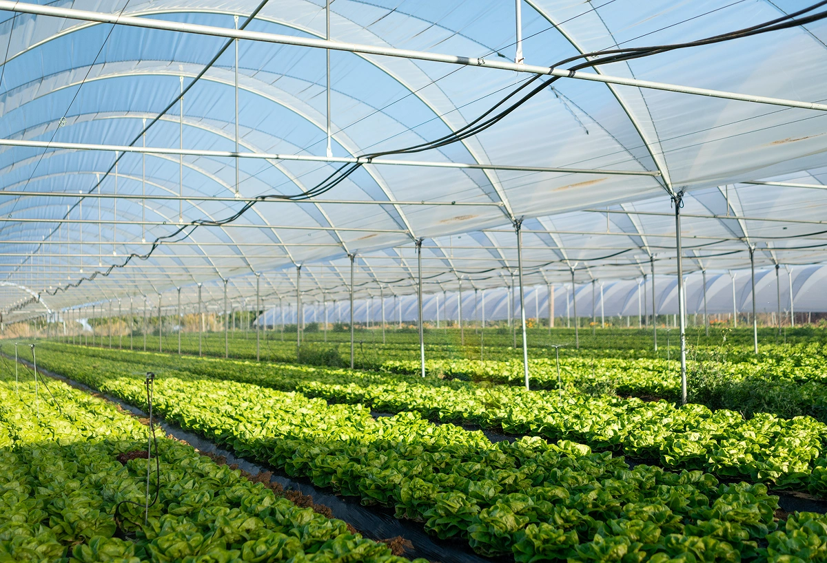 Rows of green lettuce growing inside a large greenhouse with curved transparent roof panels.