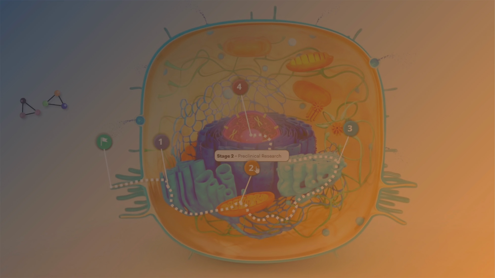 Illustration of a cell with labeled organelles and a highlighted section titled 'Stage 2 – Preclinical Research'.