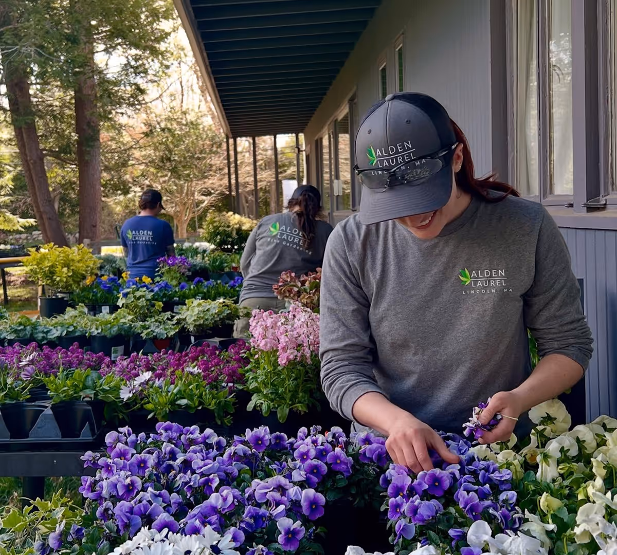 Three people wearing Alden Laurel apparel arranging colorful potted flowers outdoors beside a building.
