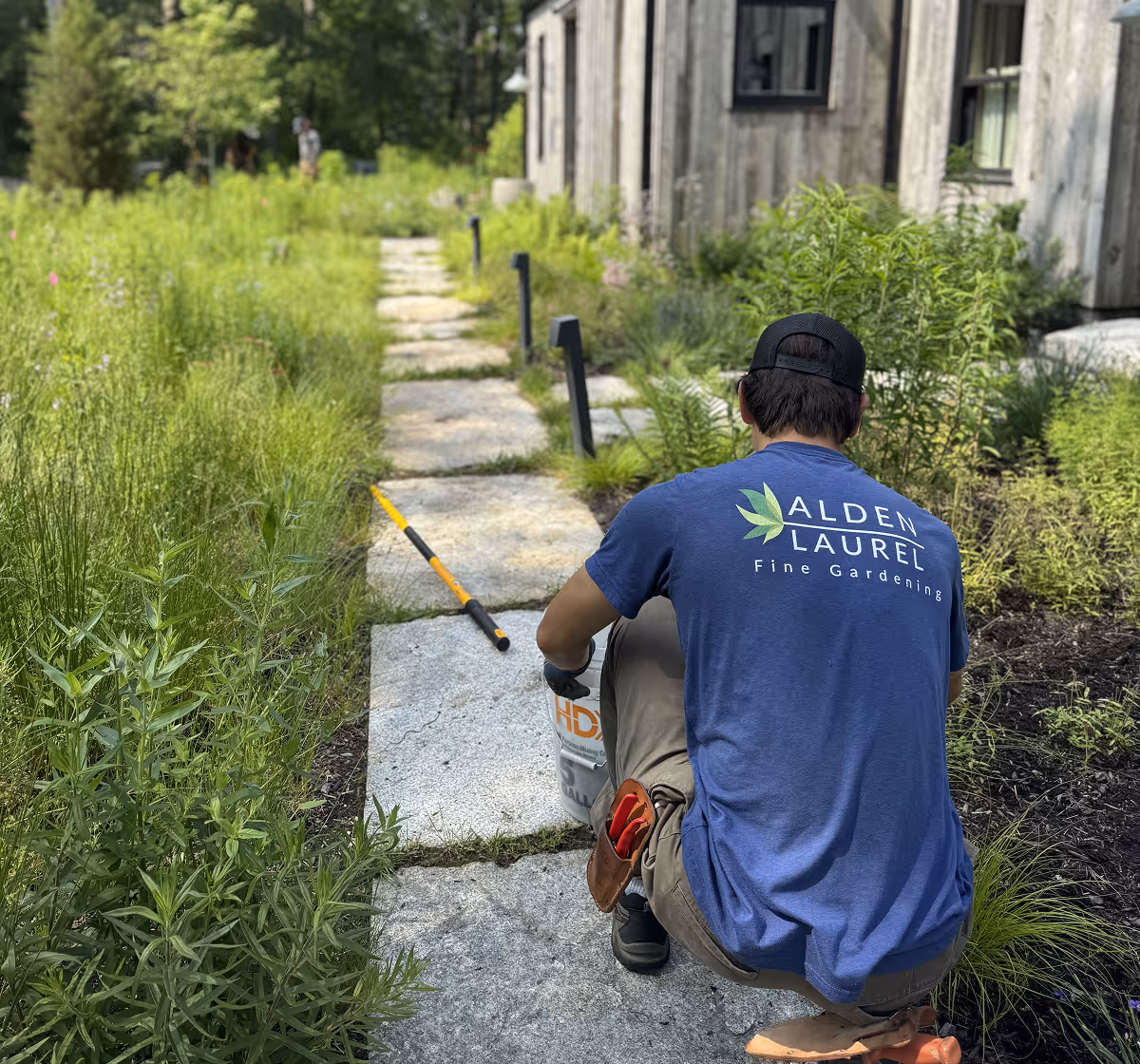 Gardener wearing an Alden Laurel Fine Gardening shirt kneeling by a stone path surrounded by greenery near a wooden building.