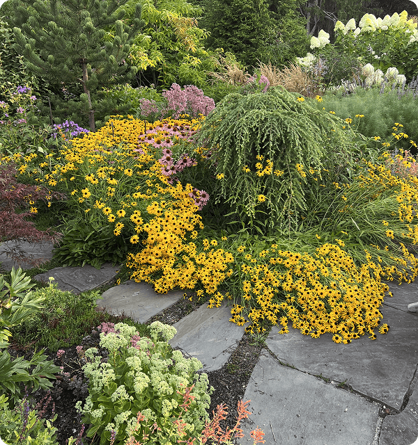 A colorful garden scene with abundant yellow black-eyed susan flowers, pink coneflowers, and green foliage surrounding a stone pathway.