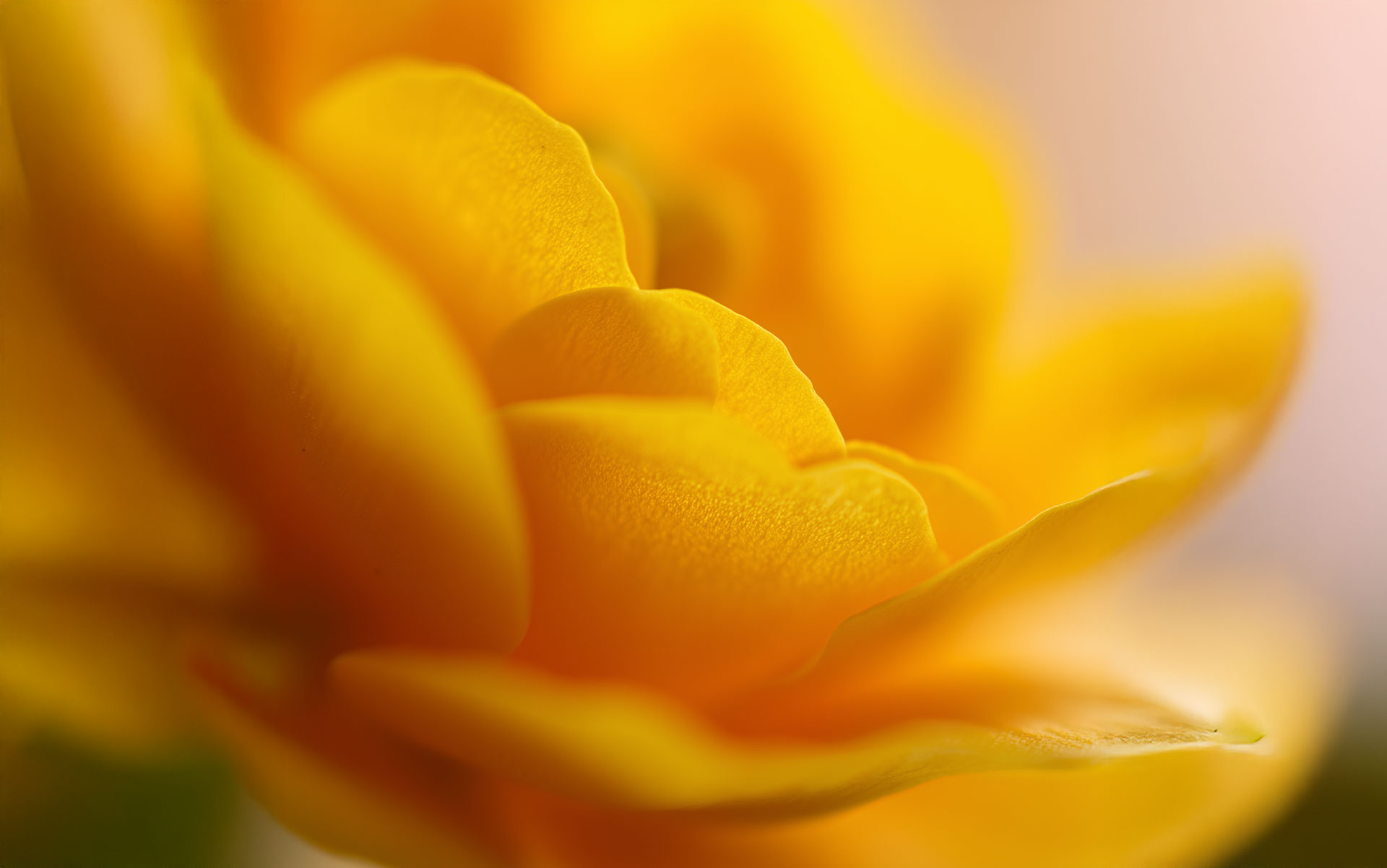 Close-up of vibrant yellow flower petals with soft focus background.