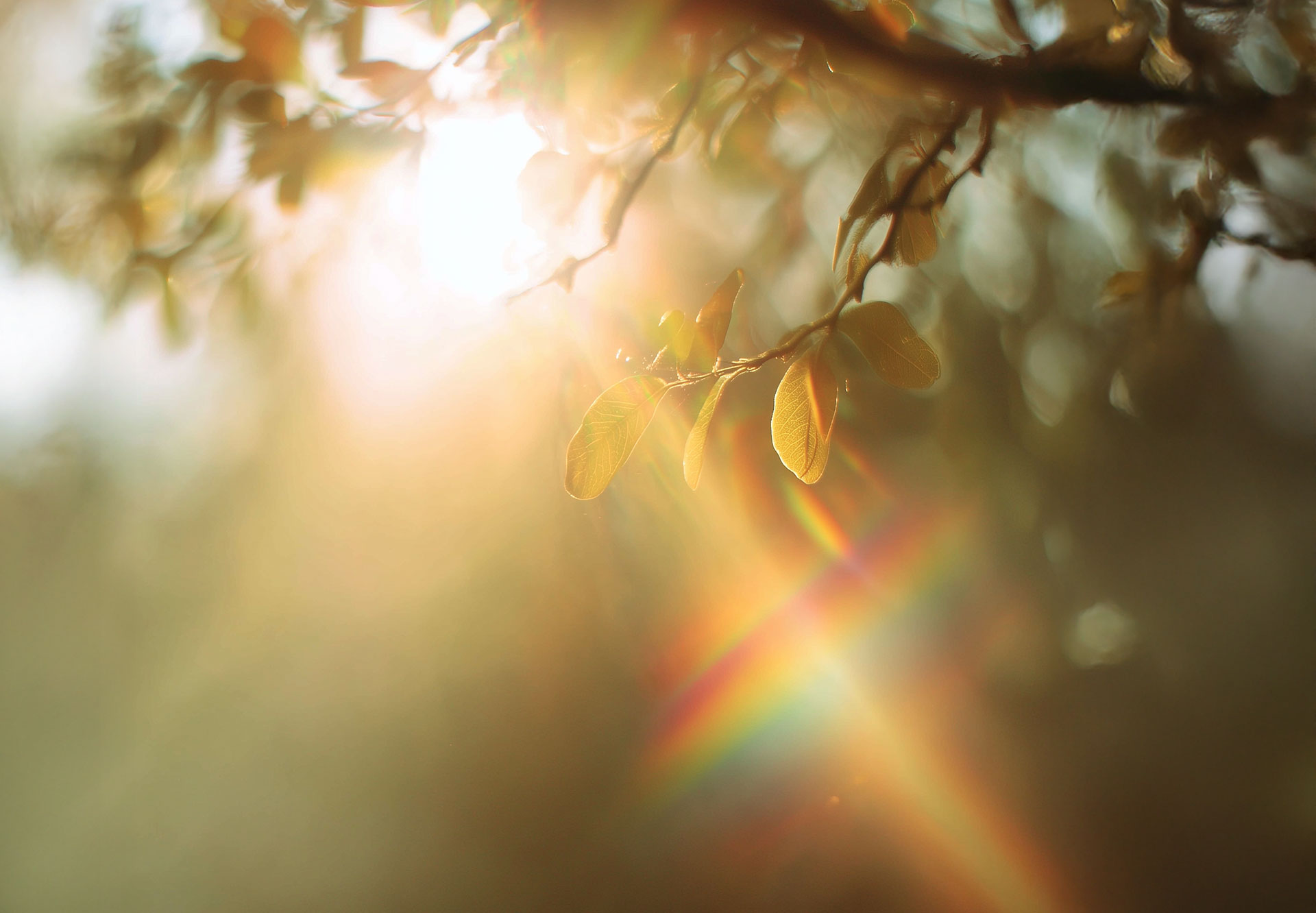 Sunlight shining through tree branches with a visible rainbow lens flare.