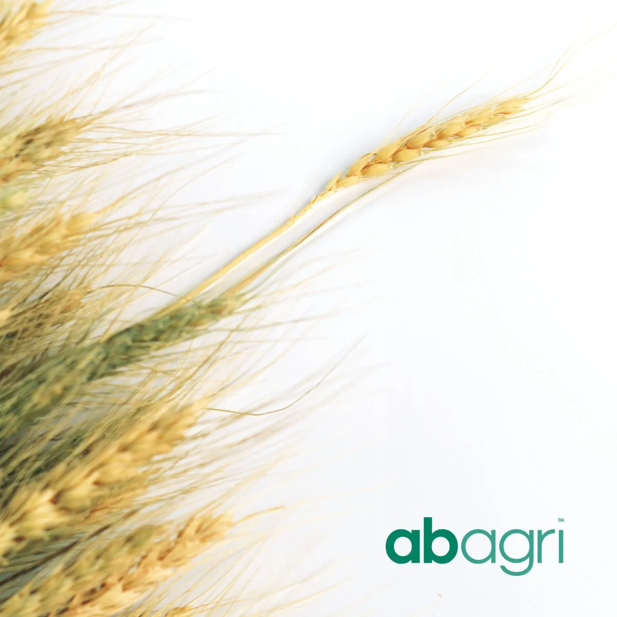 QLM Search works in partnership with AB Agri to appoint a CFO
