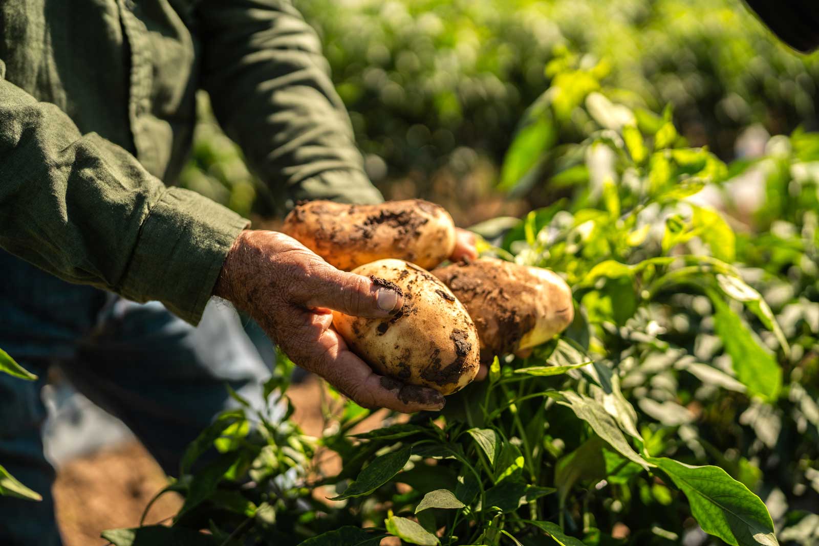 Hände halten frisch geerntete, Kartoffeln der Marke Pfälzer Grumbeere im Feld.