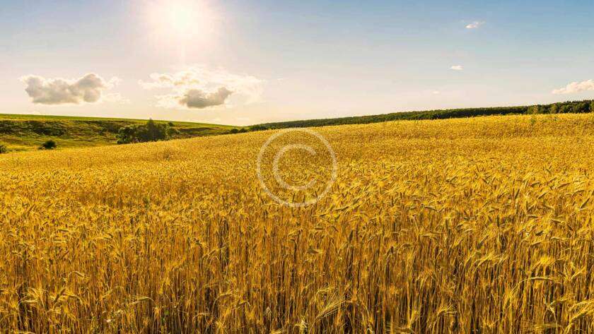 Wheat field under a blue sky