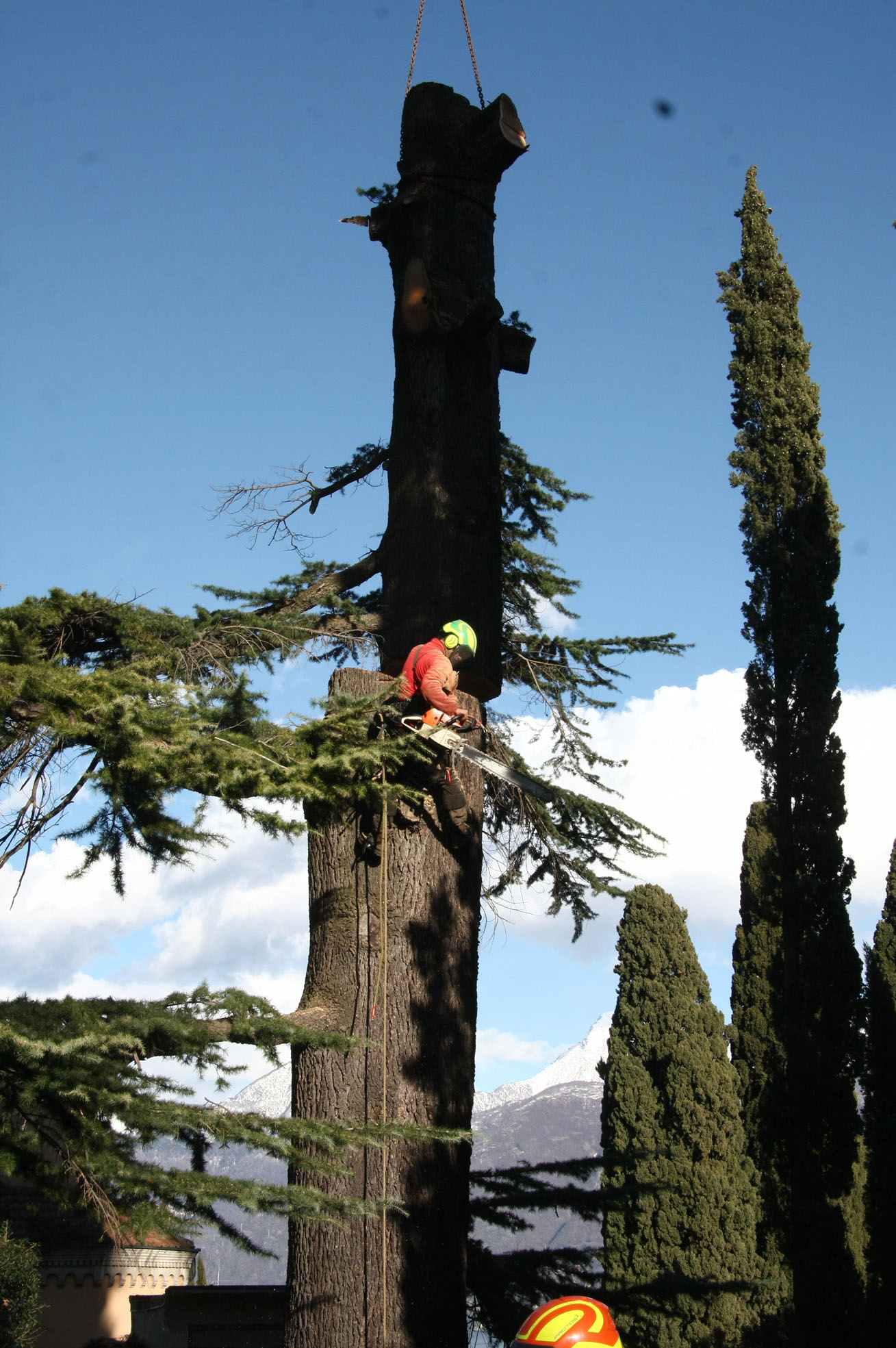 Worker wearing safety gear using a chainsaw to cut a tall tree trunk suspended by a crane.