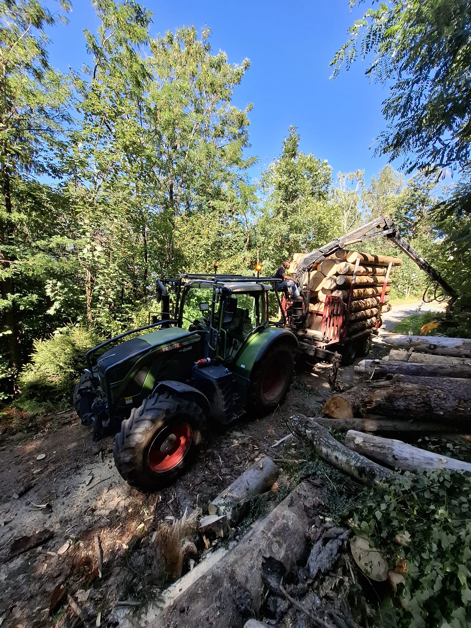 Green tractor with trailer loaded with large logs in a dense forest under a clear blue sky.