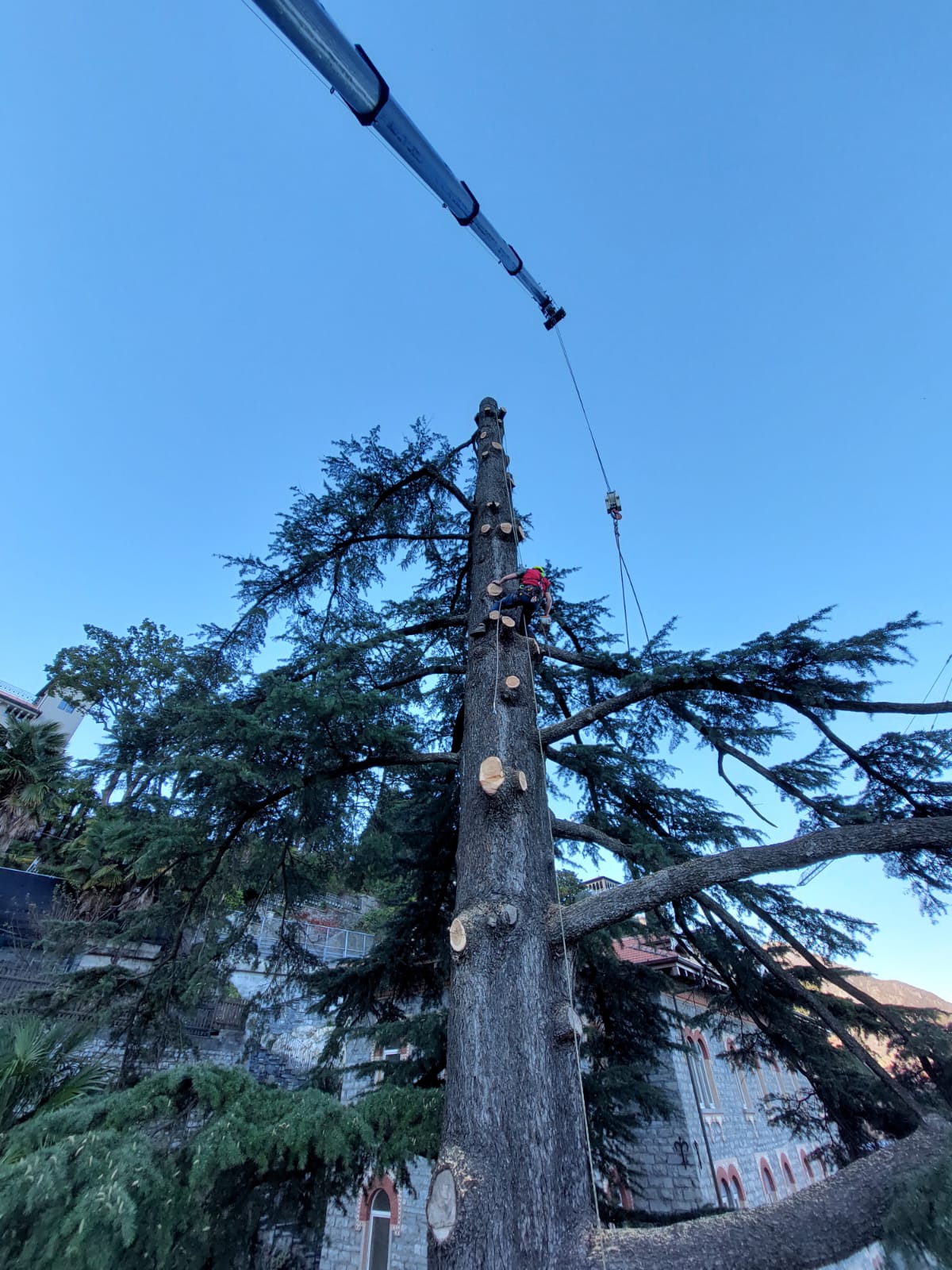 Worker climbing a tall tree with cut branches, using ropes and crane equipment nearby.