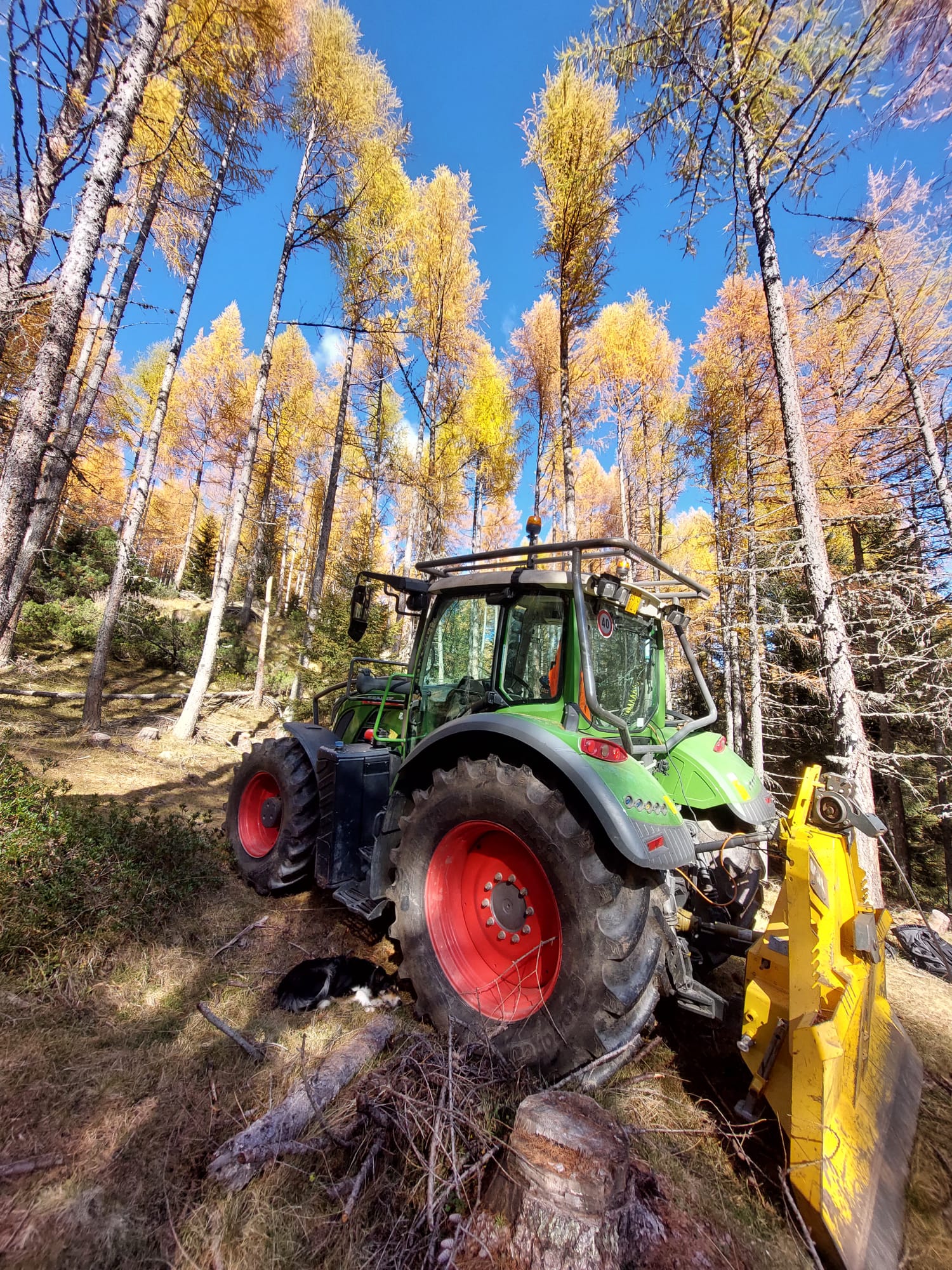 Green tractor with red wheels parked in a forest with yellow autumn trees and a dog lying nearby.
