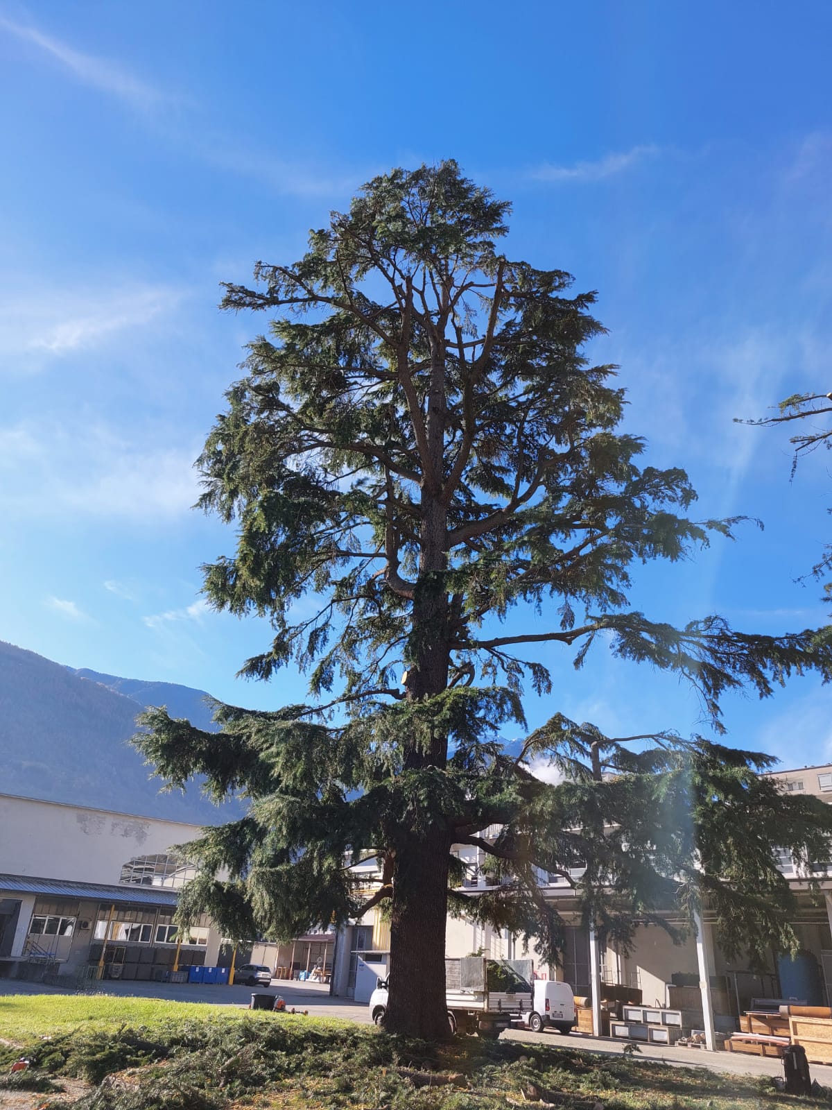 Tall evergreen tree with wide branches in an industrial area under a clear blue sky.