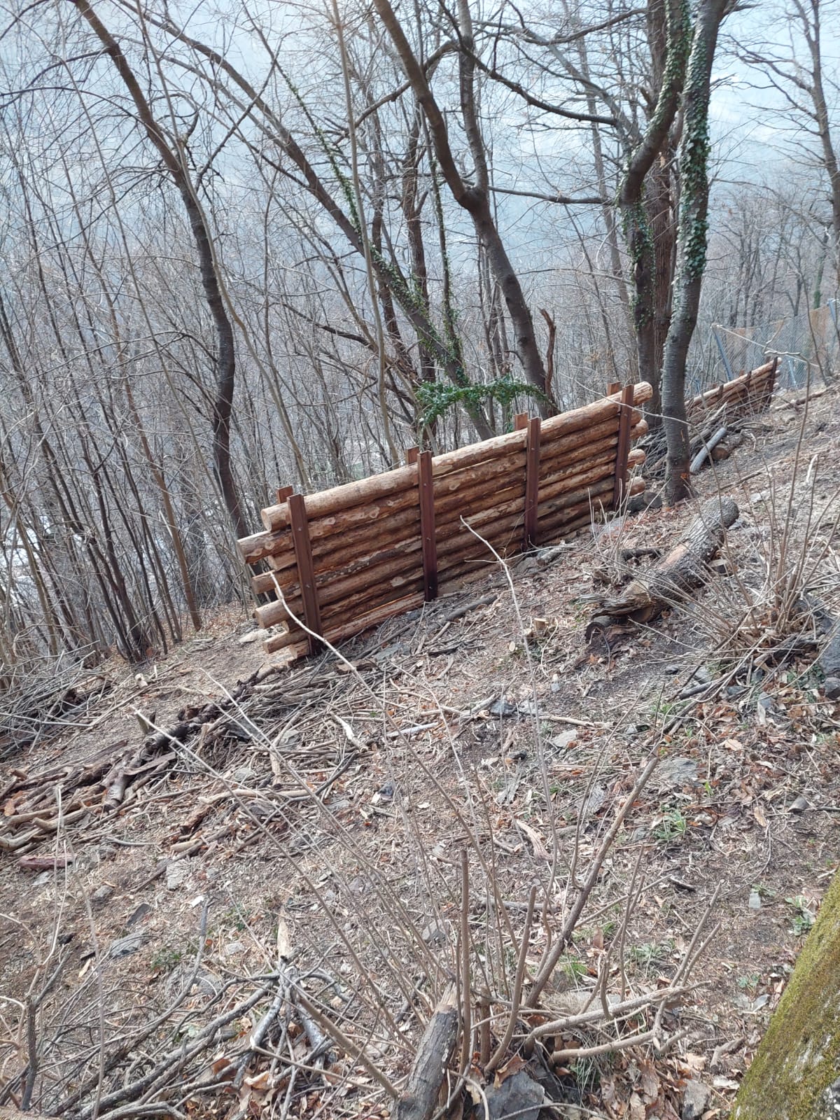 Slope with dry branches and logs supported by wooden barriers among leafless trees in a forest.