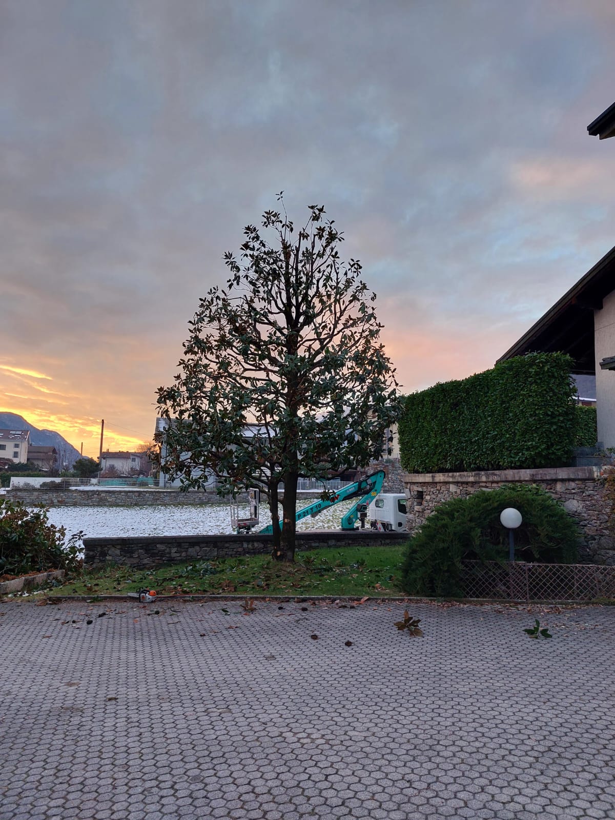 Tree with trimmed branches in a yard with scattered leaves at sunset and a hydraulic lift in the background.