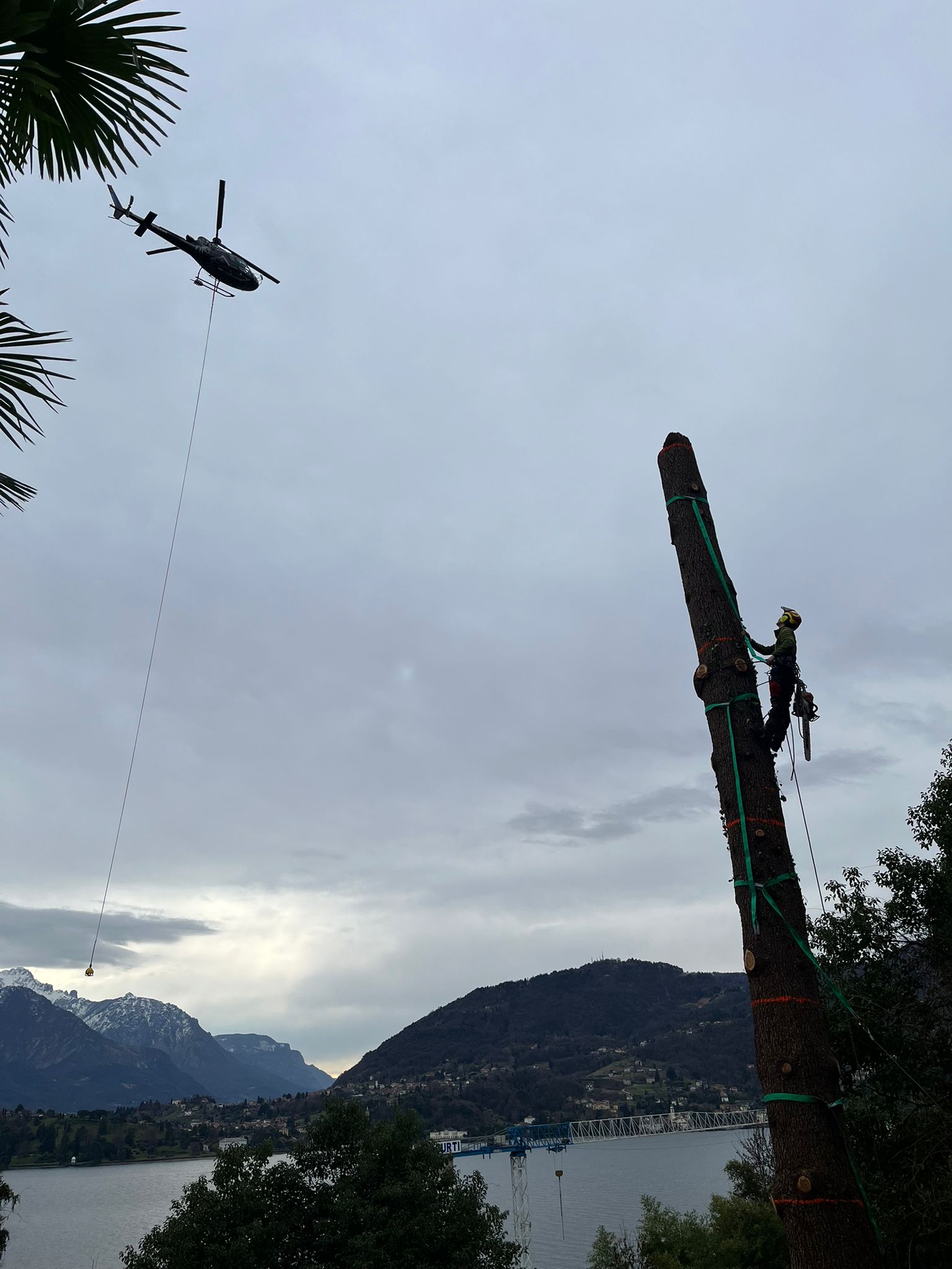 Worker with chainsaw climbing tall tree trunk, helicopter lifting load over lake and mountains in background.