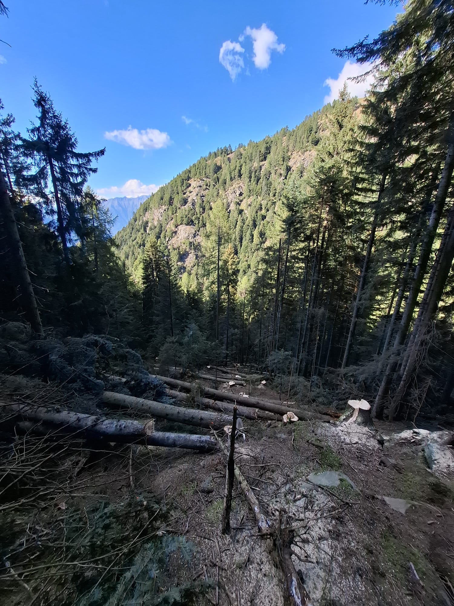 Forest clearing on a mountain slope with many cut tree trunks and tall pine trees under blue sky.