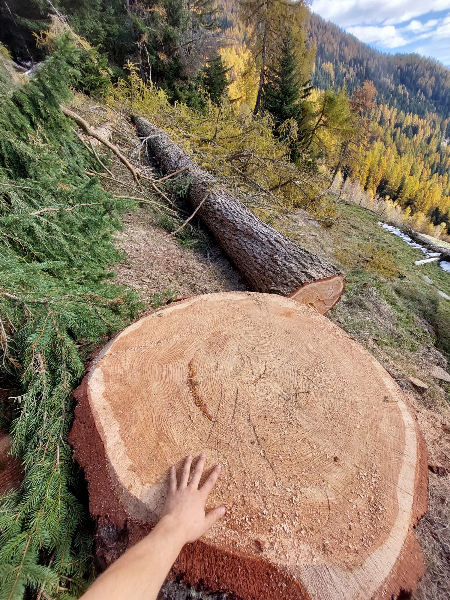 Hand touching freshly cut large tree stump with fallen tree and forested hillside in background.