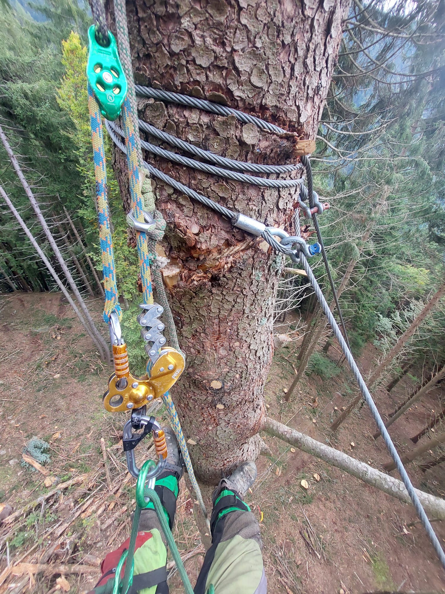 View looking down at climber's feet on tree trunk secured with ropes and climbing gear in forest.