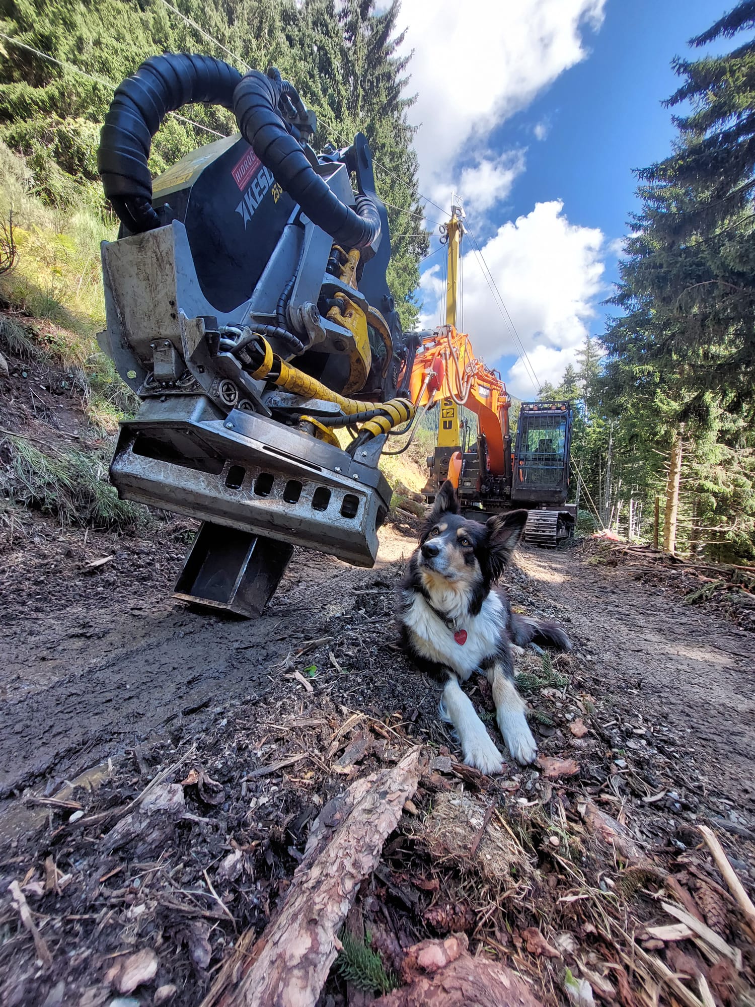 Black and white dog lying on a dirt path near a large orange construction excavator in forest.
