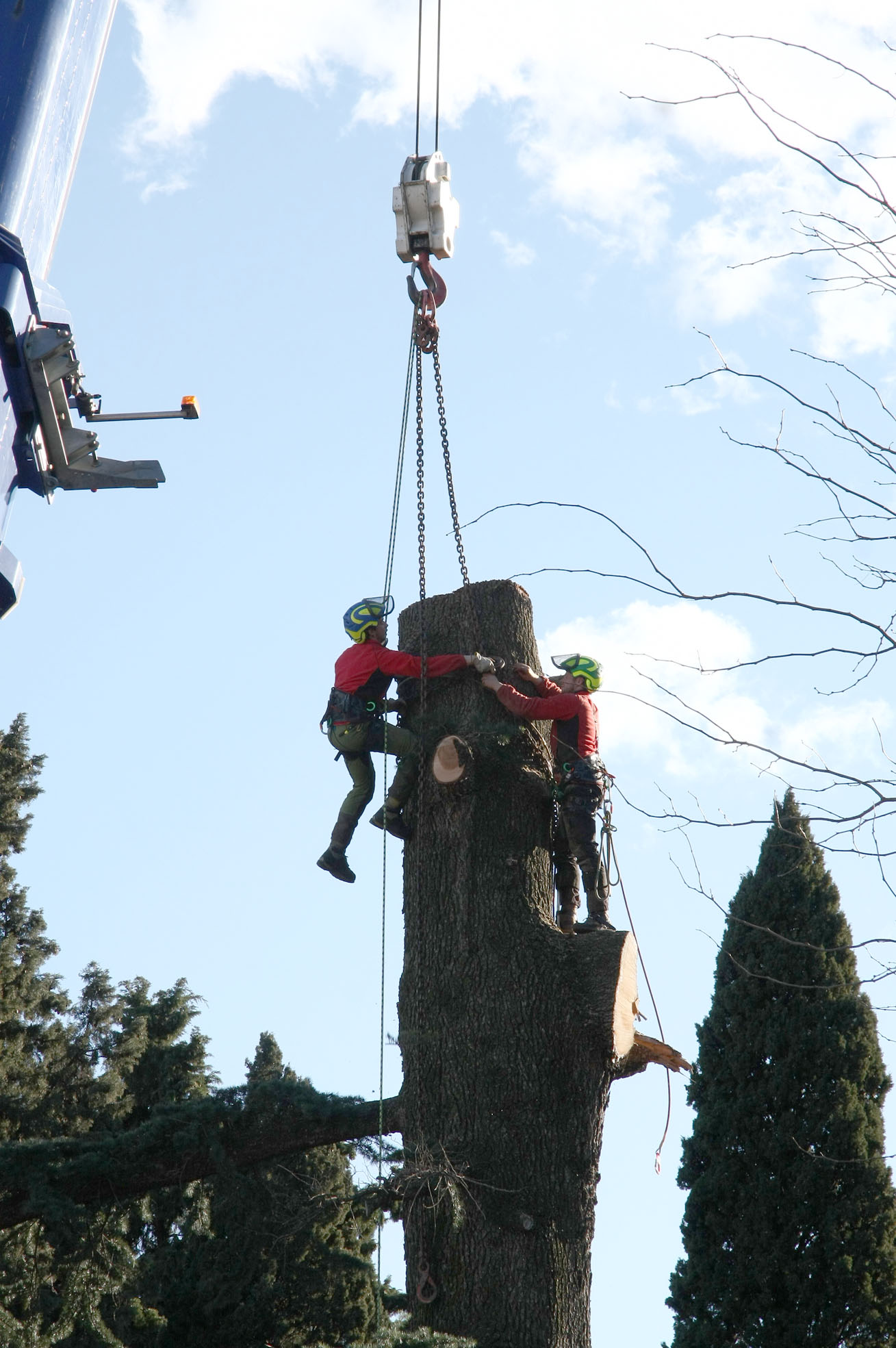 Two arborists in helmets and gear work on a tall tree trunk suspended by a crane hook and chains.