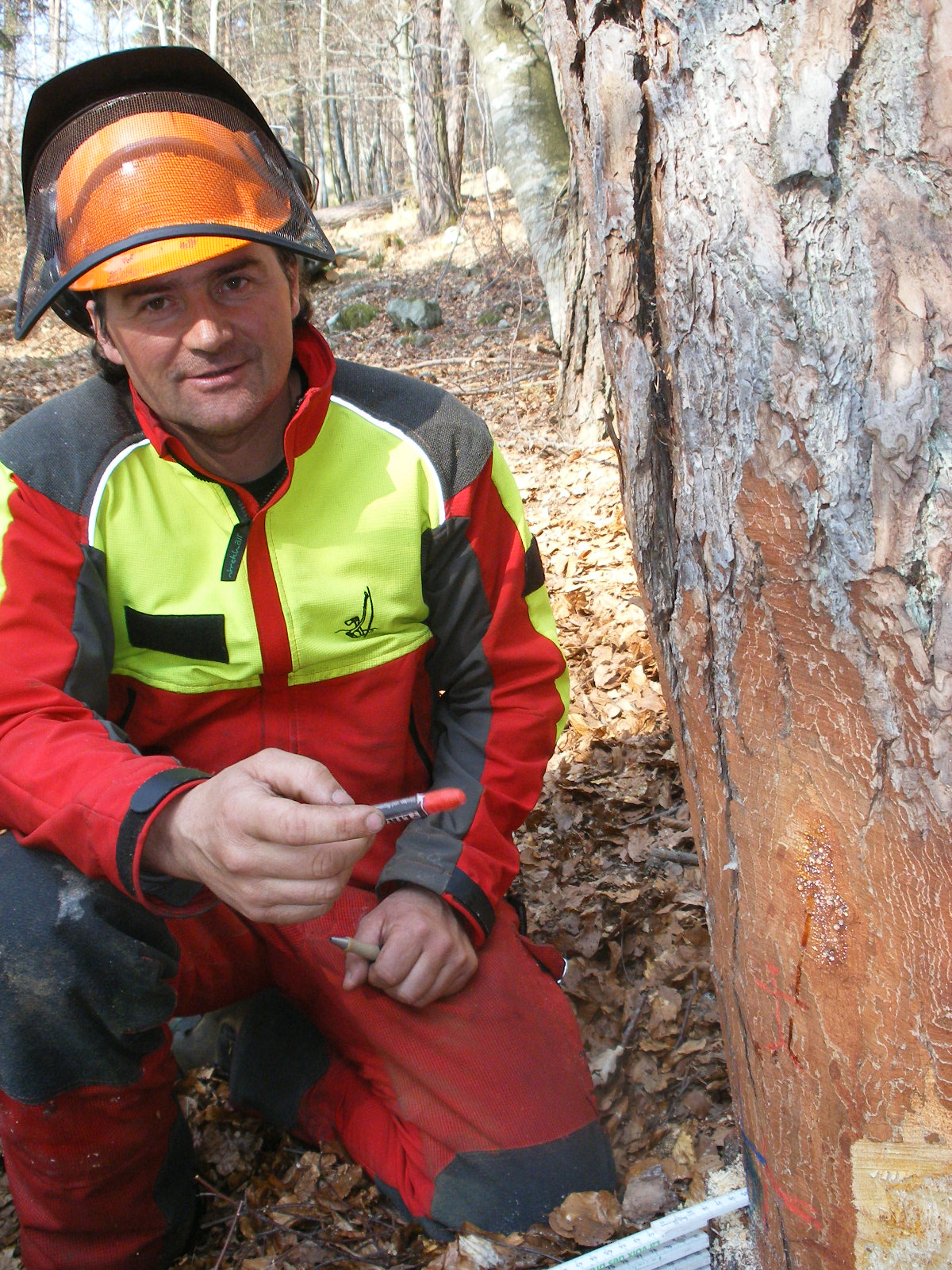 Forestry worker with orange helmet and protective clothing kneels by a tree with markings in a forest.