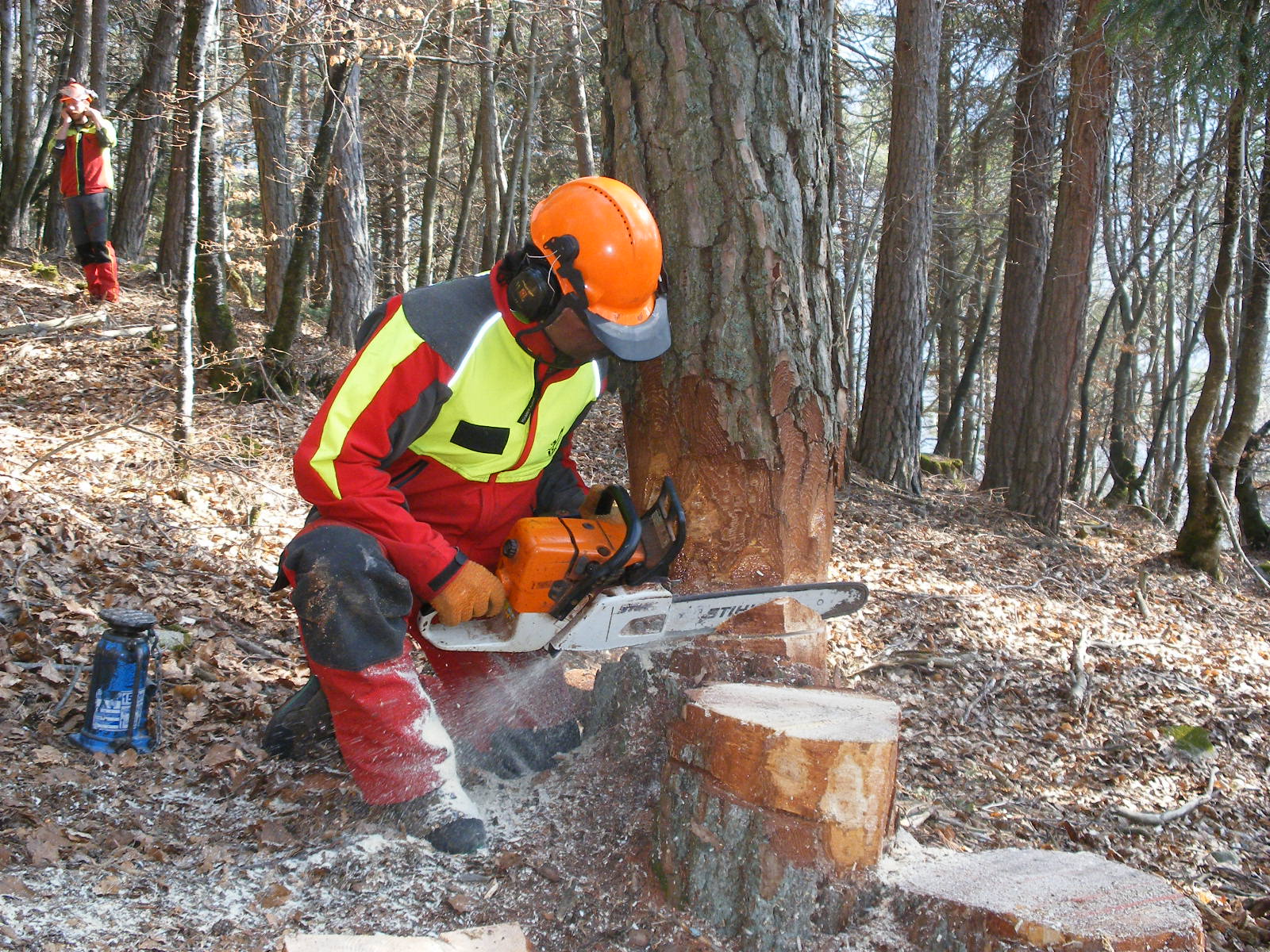 Worker in safety gear cutting a tree trunk with a chainsaw in a forest.