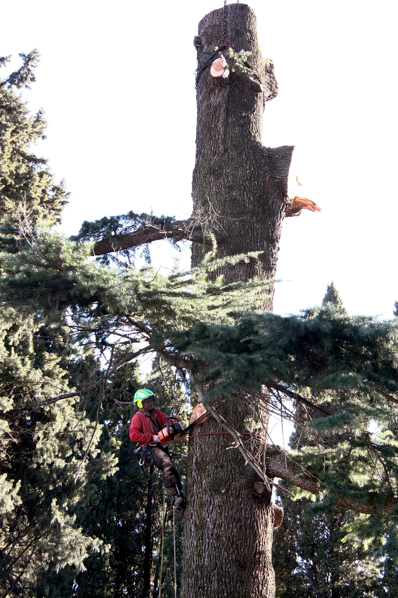 Worker in safety gear cutting large tree trunk with chainsaw while suspended by ropes.