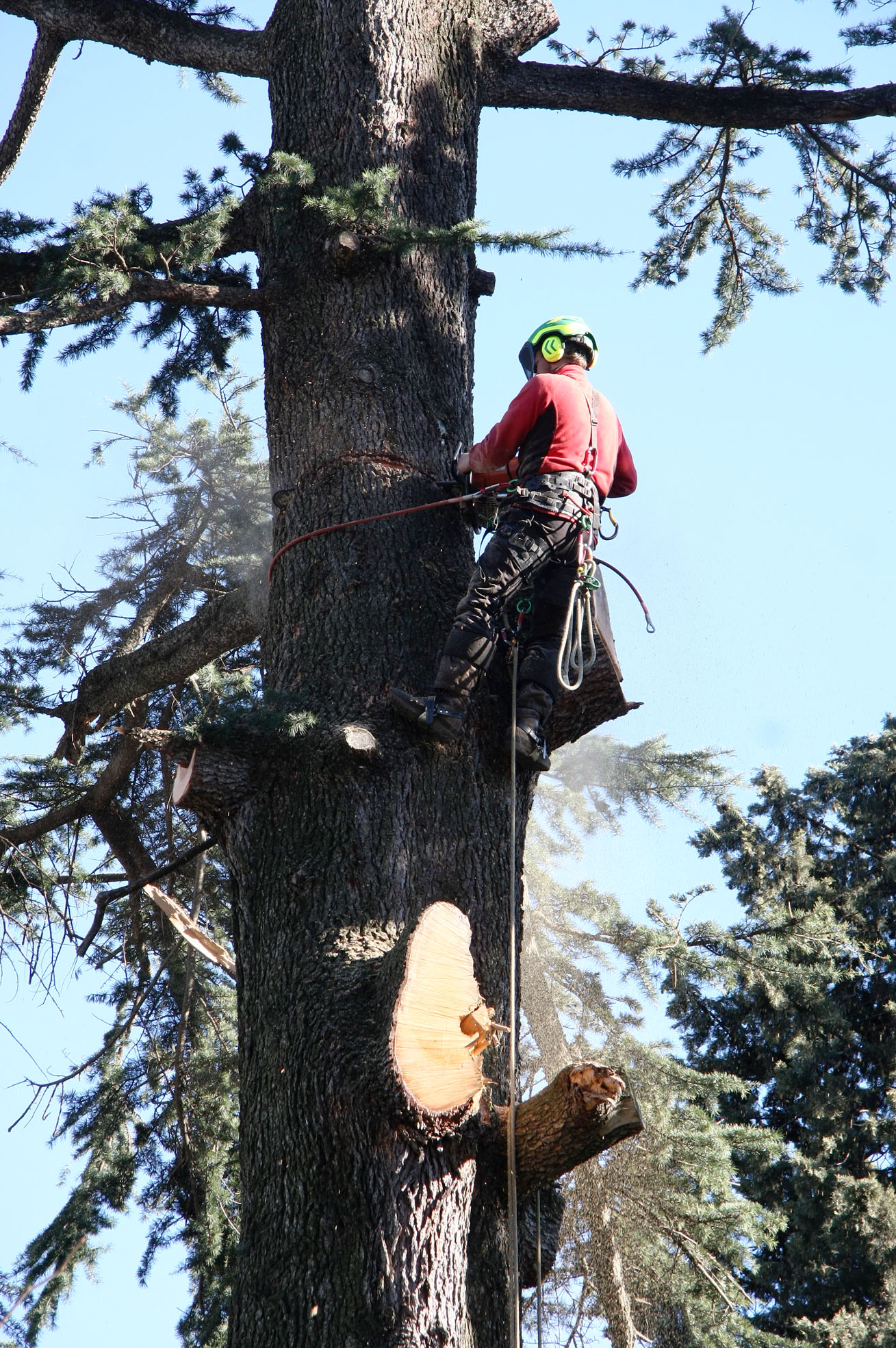 Arborist wearing safety gear cutting a tree trunk high in a pine tree on a clear day.