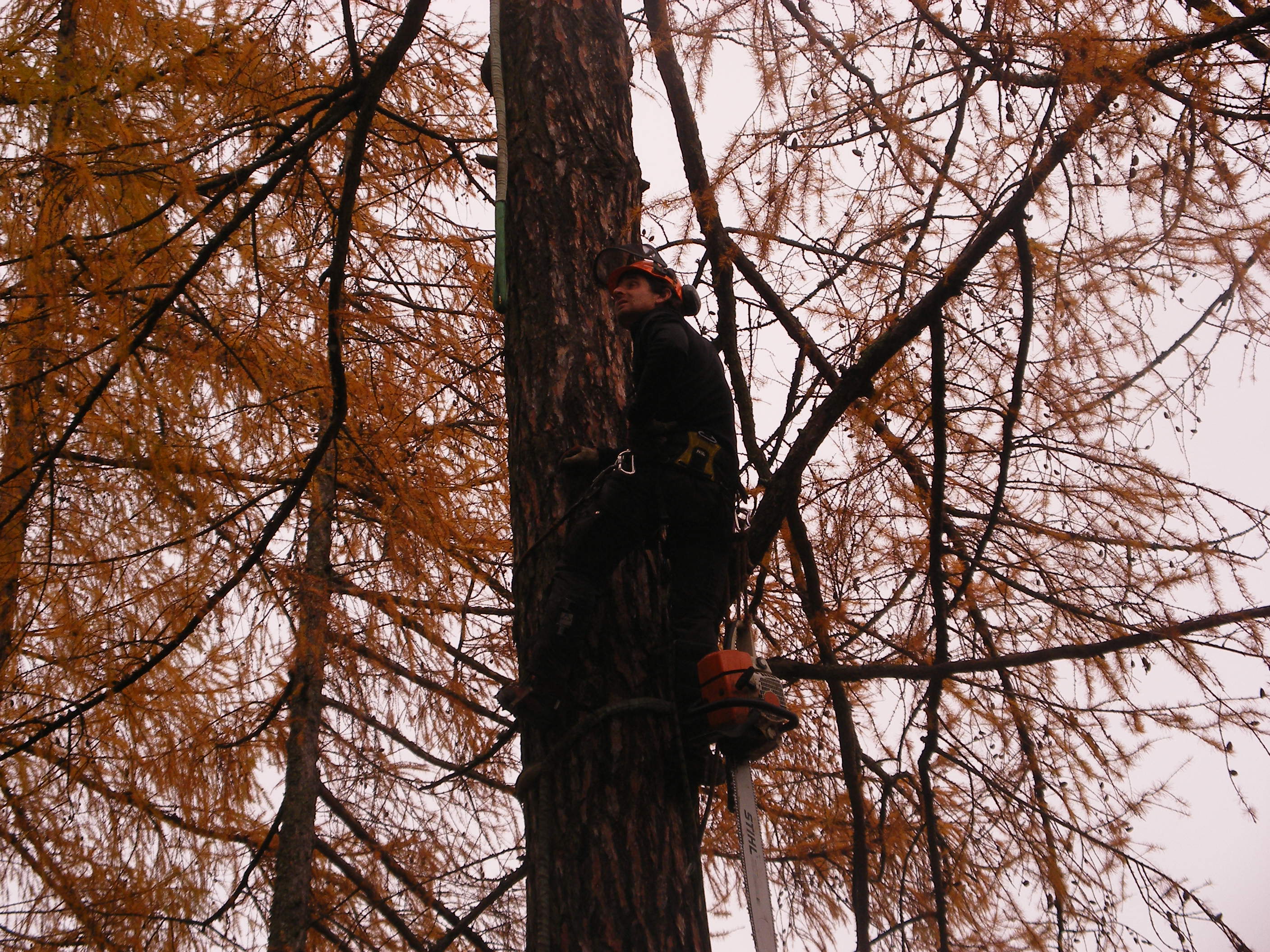 Man wearing safety gear climbing a tree with a chainsaw attached to it among autumn foliage.