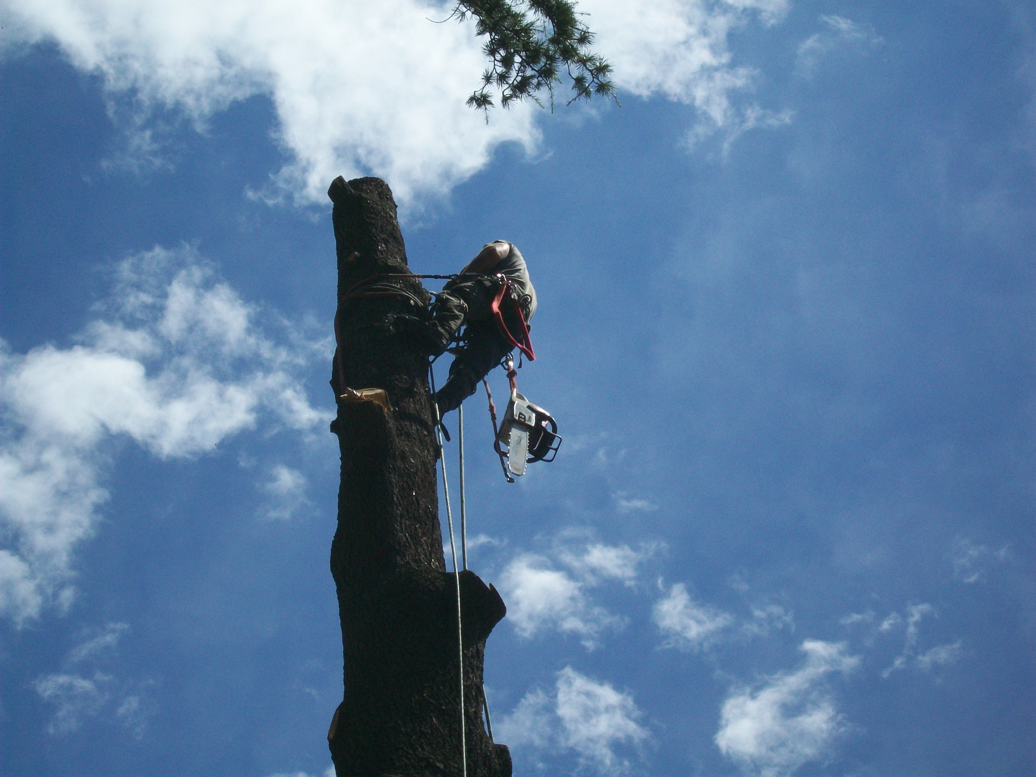 Arborist in safety gear climbing a tall tree trunk against a blue sky with clouds.
