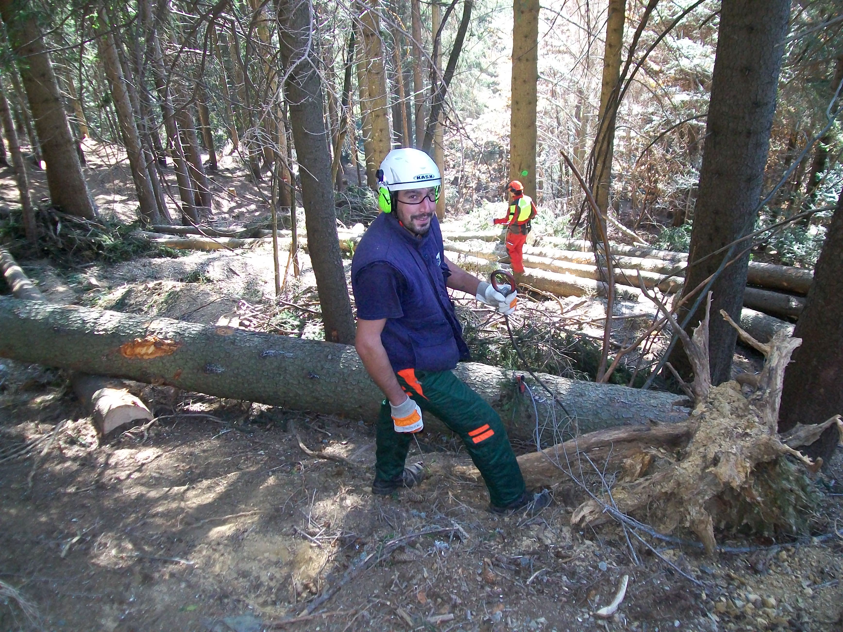 Man wearing helmet and gloves standing in a forest near a fallen tree trunk holding rope or cable.